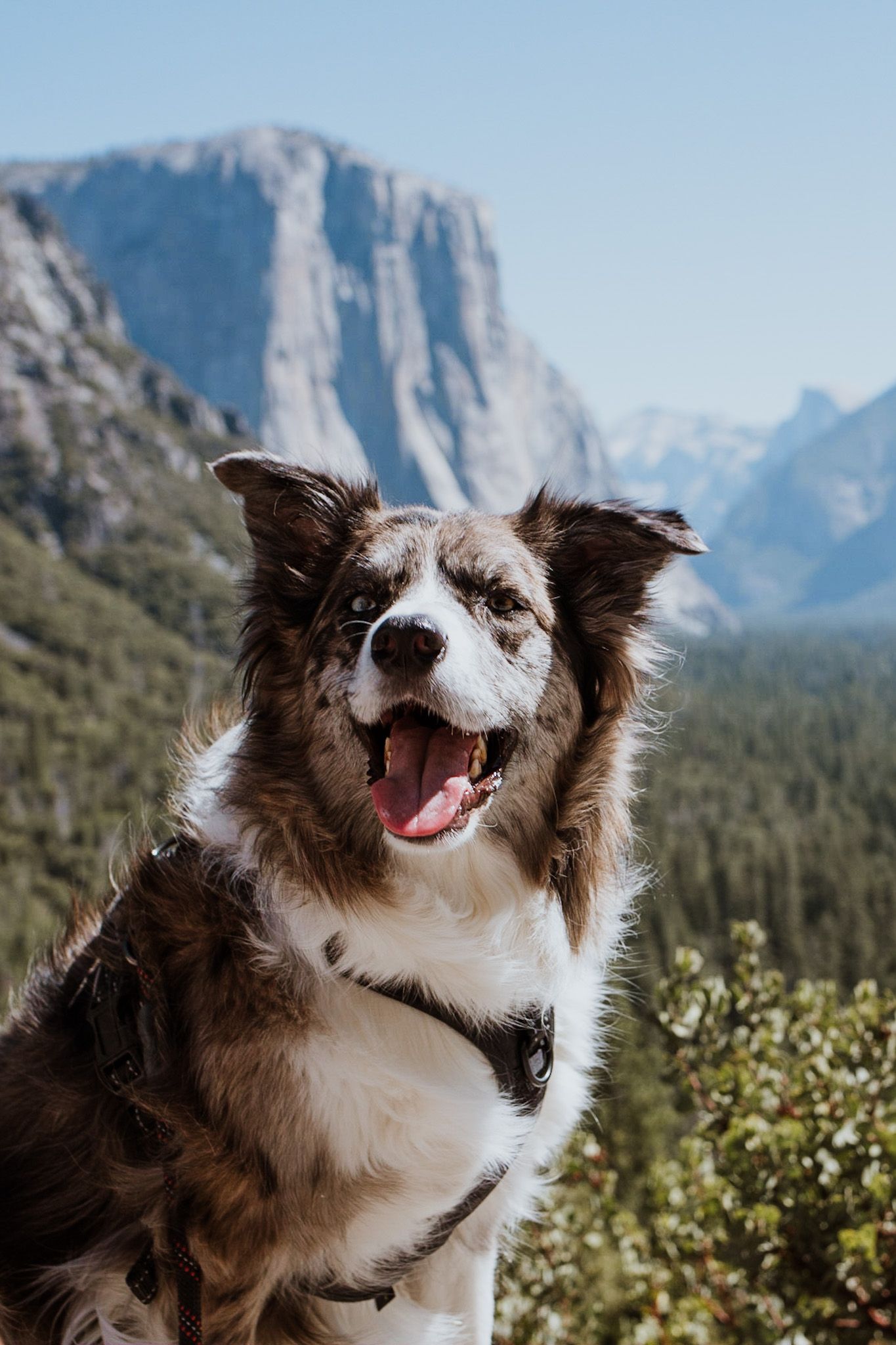 Happy brown and white dog poses in front of scenic mountain landscape at Yosemite National Park.
