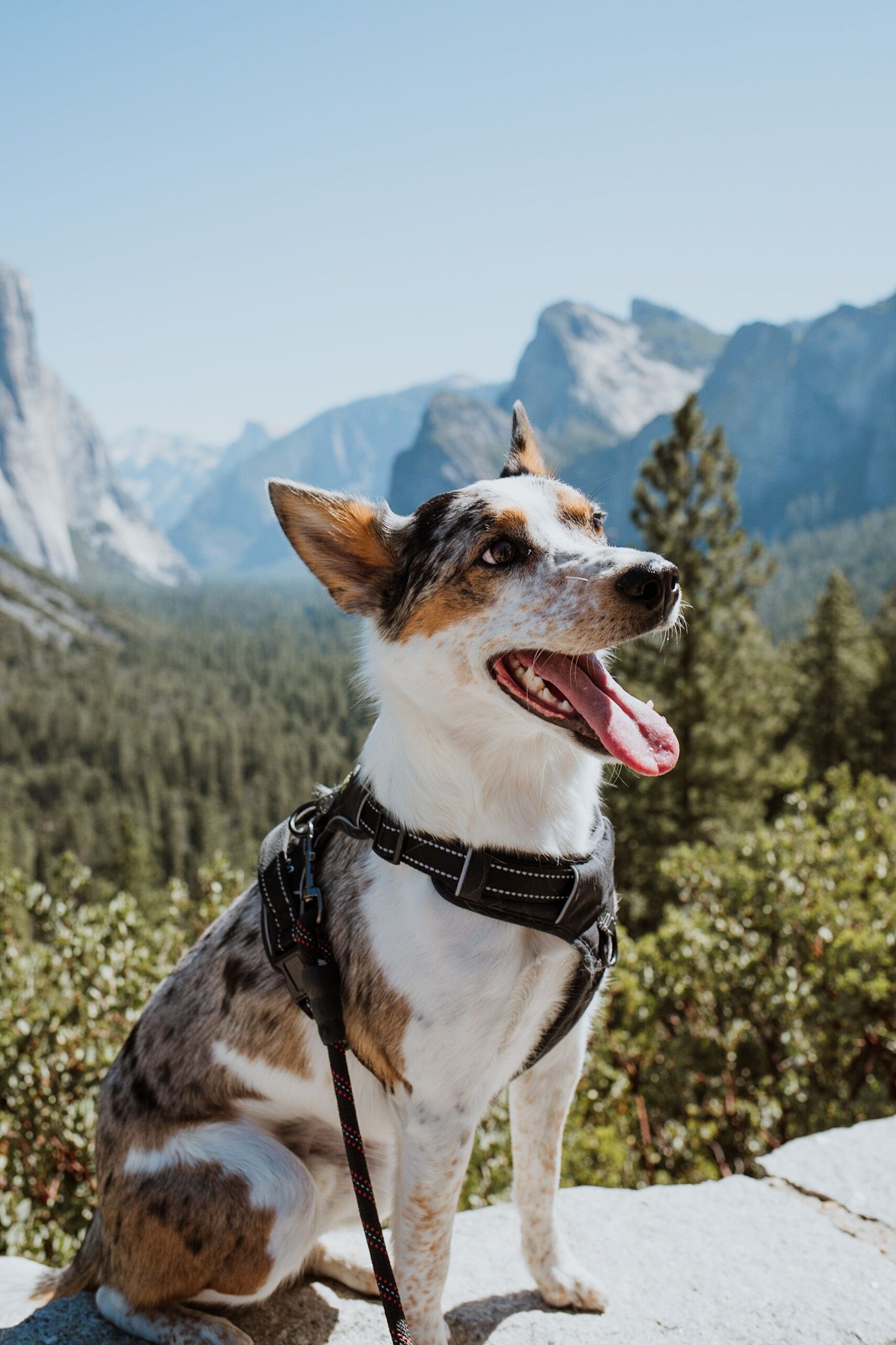 Happy dog sits on snowy mountain peak with scenic mountain range and evergreen forest in background.