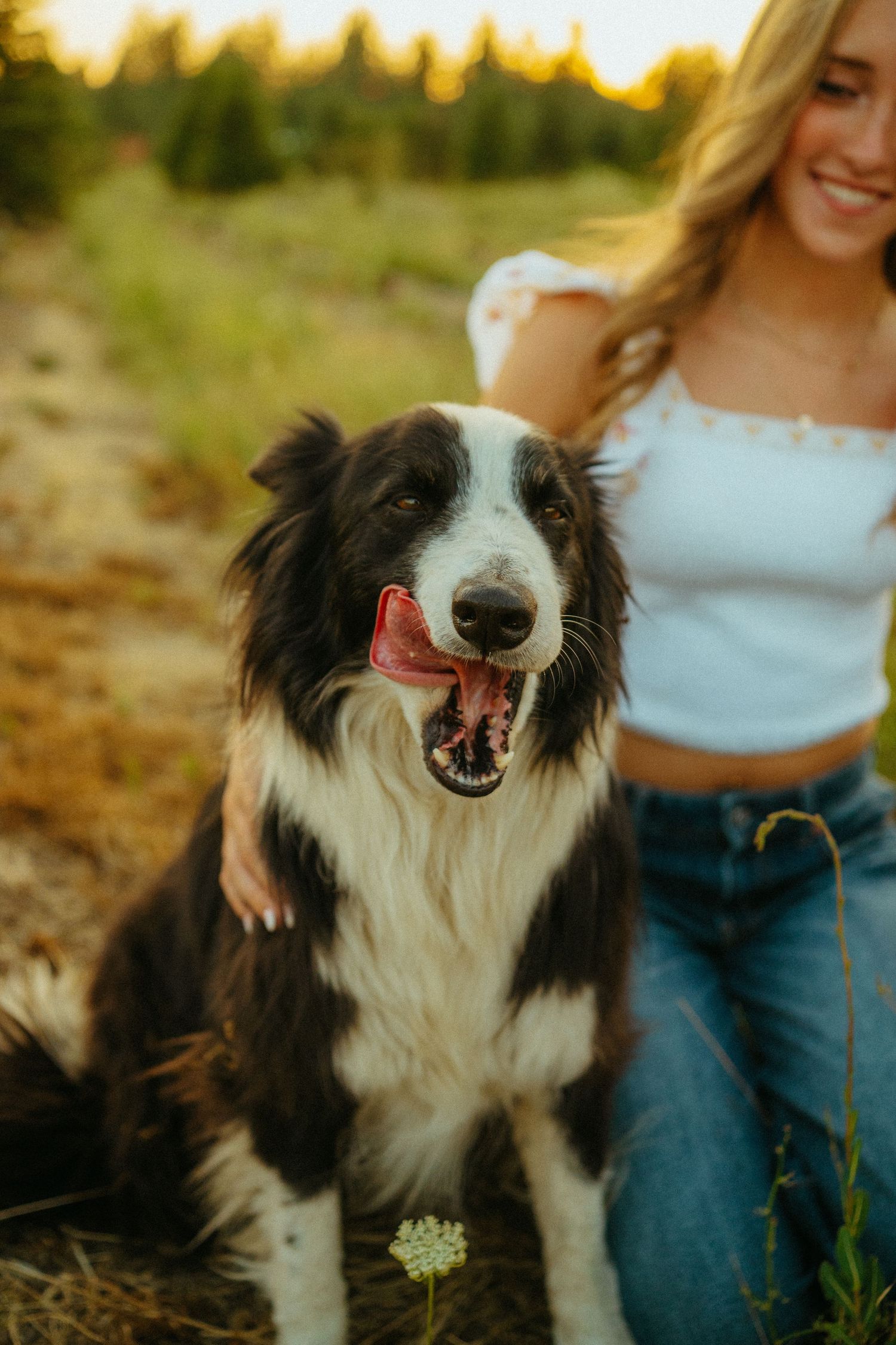 Happy Border Collie dog with black and white fur sits in a field at sunset with wildflowers around.