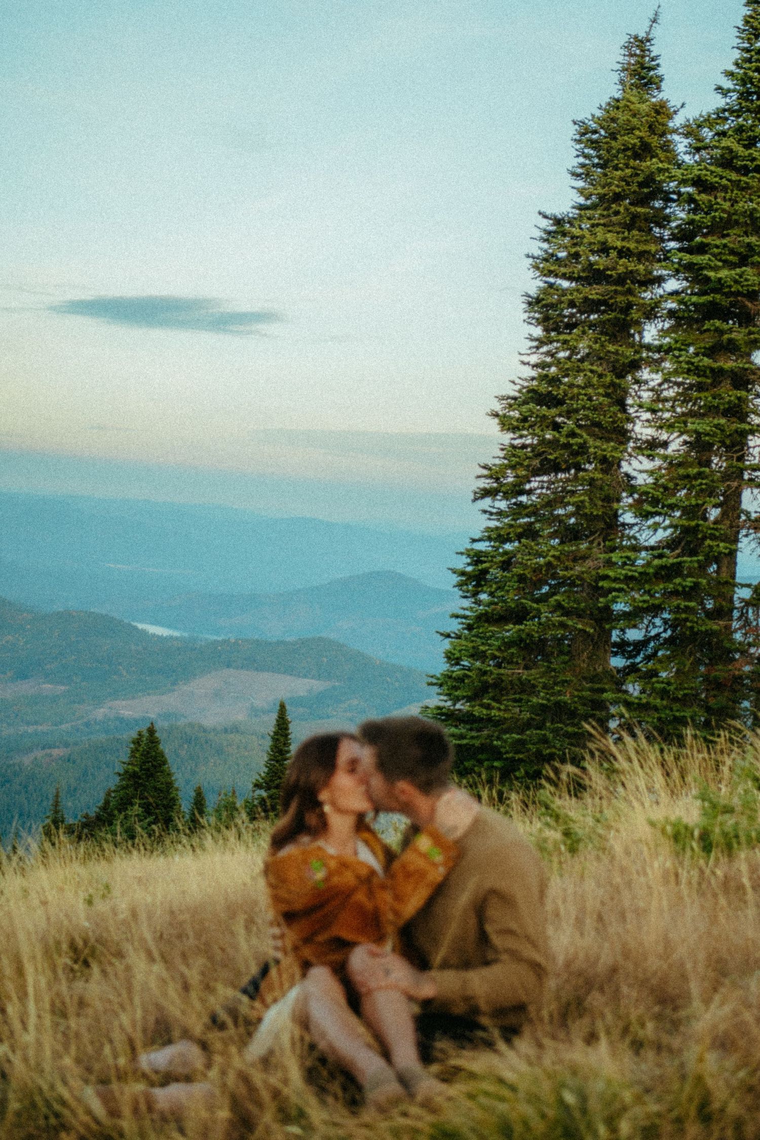 Scenic mountain landscape view with tall evergreen trees and golden grass against blue sky and rolling hills in distance.