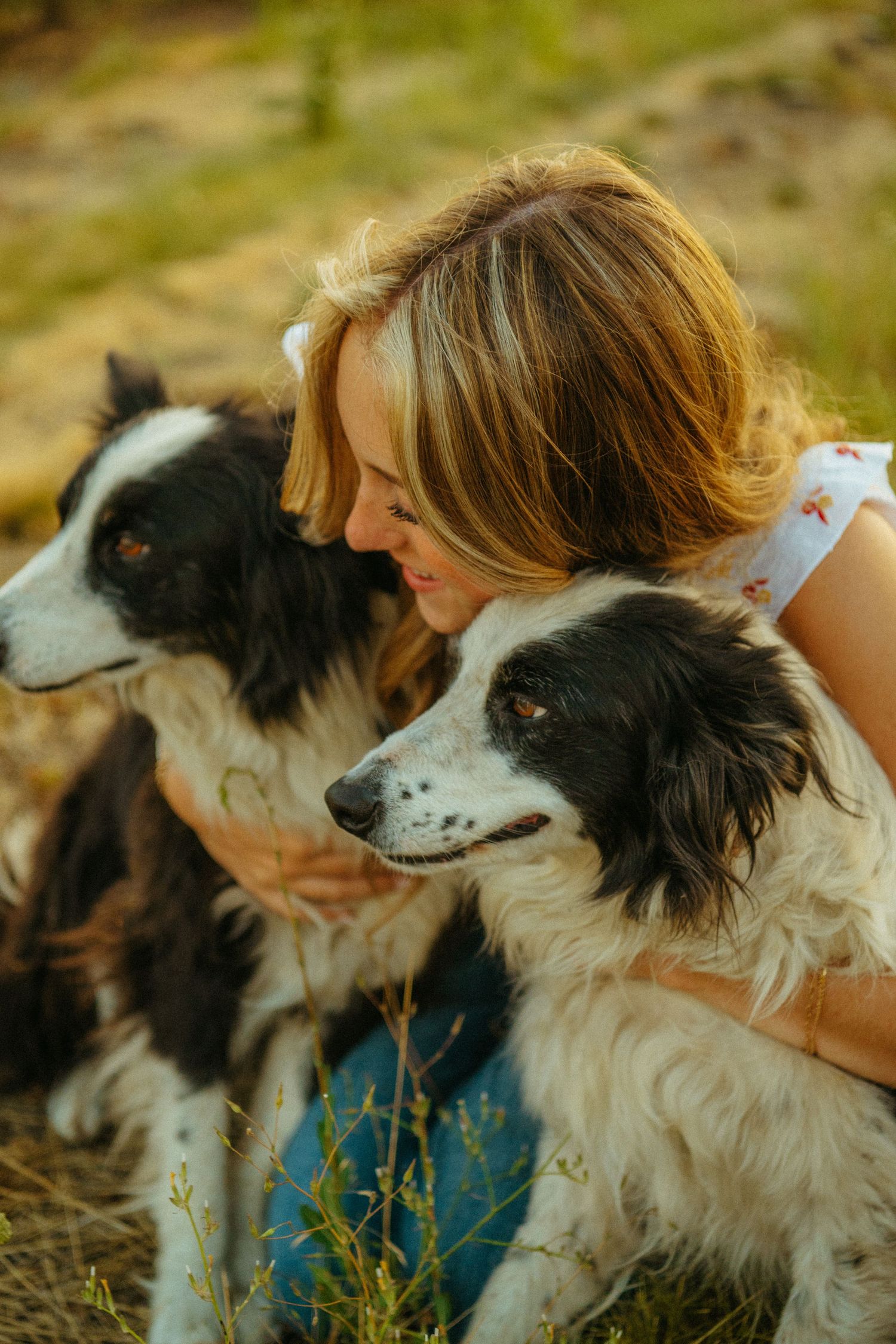 A person embraces two black and white Border Collies outdoors in a warm, natural setting.