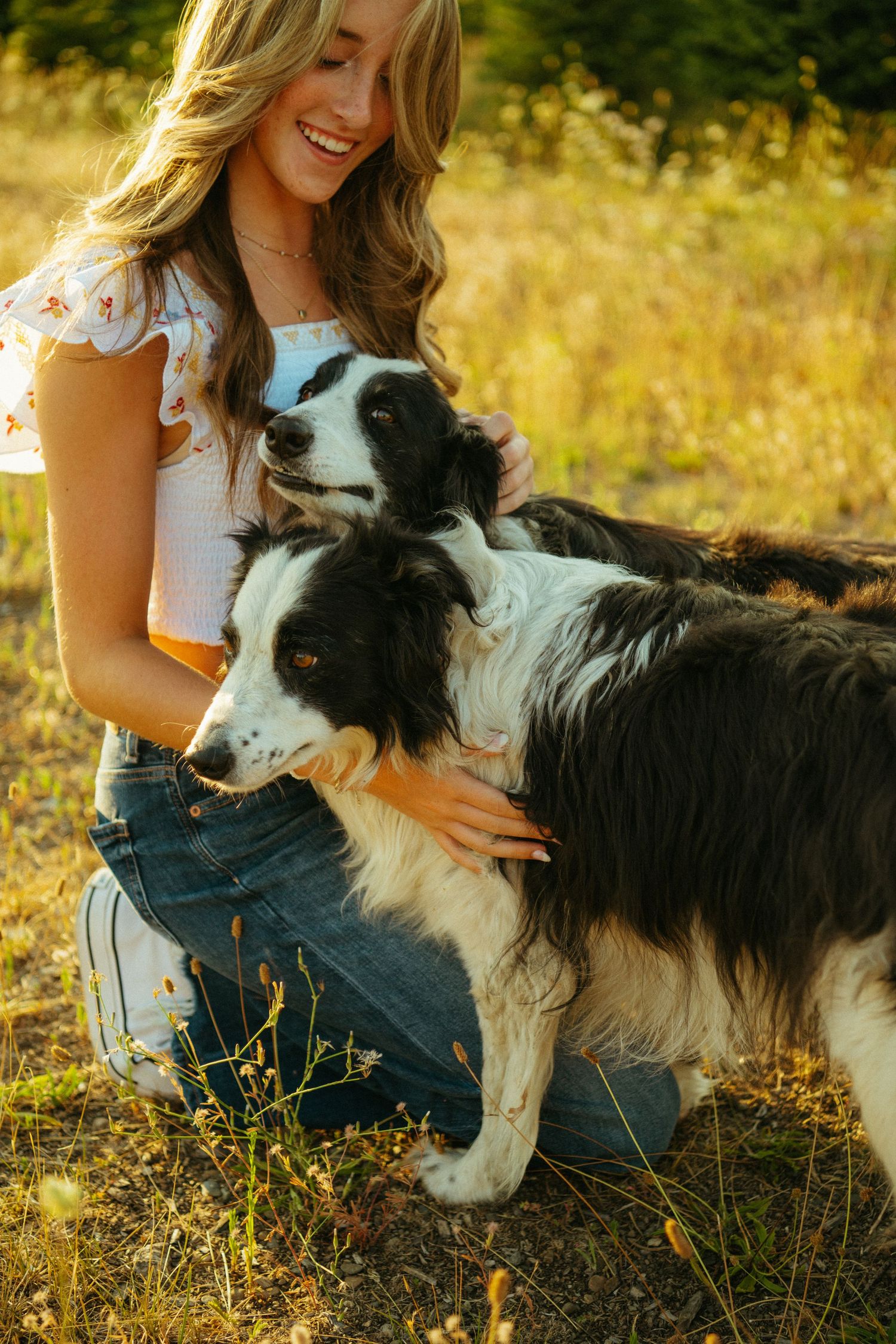 Border collie dogs enjoying pets and cuddles in a sunny golden field during sunset with natural warm lighting.