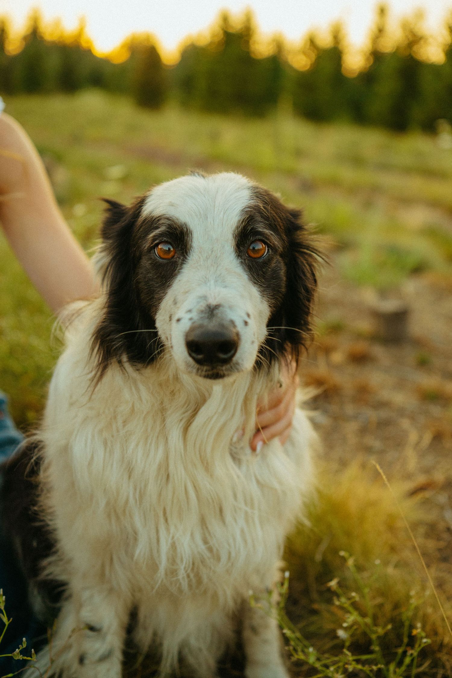 A black and white Border Collie dog sits in a grassy field during golden hour with warm sunset lighting in background.