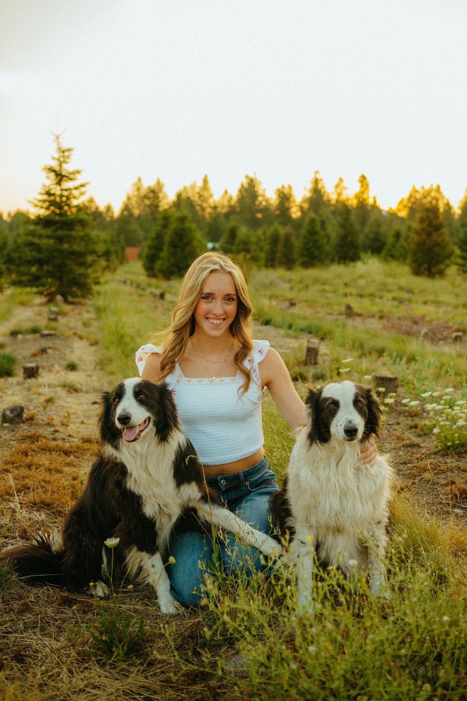 Two black and white Border Collies sit in a grassy field at sunset with their companion surrounded by evergreen trees.