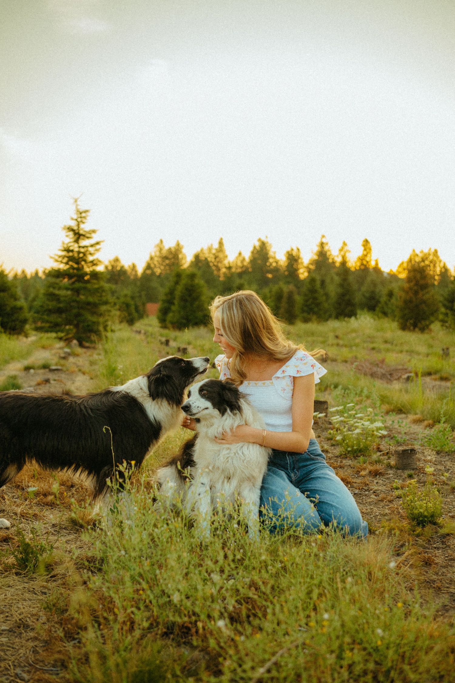 Border Collie and companion sitting in grassy field at golden hour with evergreen trees in background.