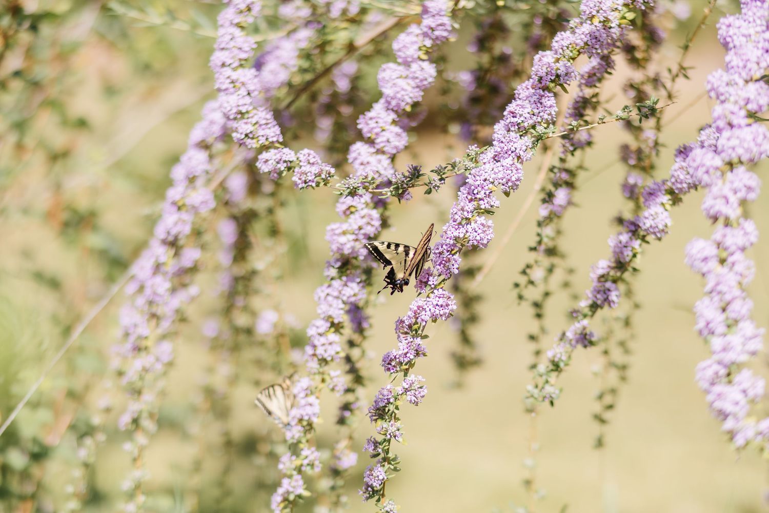 Purple butterfly bush flowers sway in a soft breeze against a blurred natural background.