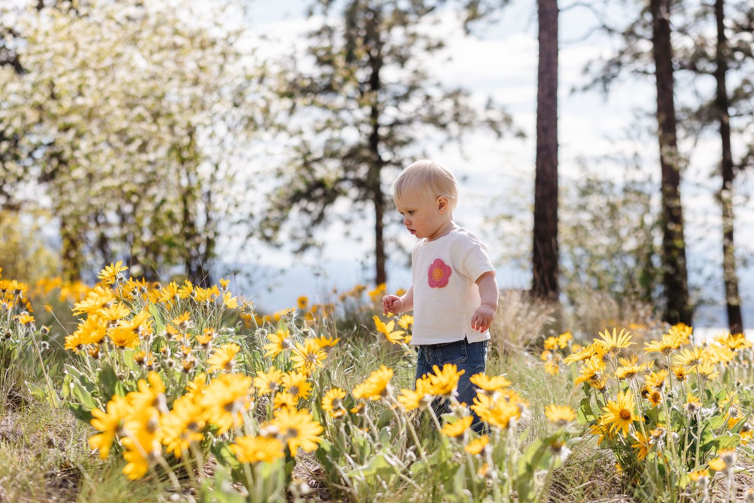 A figure walks through a vibrant field of yellow wildflowers with tall pine trees in the background during golden hour.
