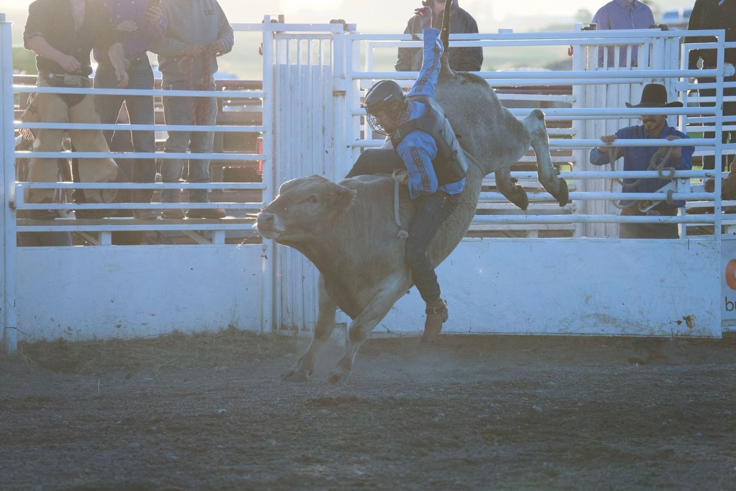 A person rides a bucking bull at a rodeo arena with white gates and railings in the background.
