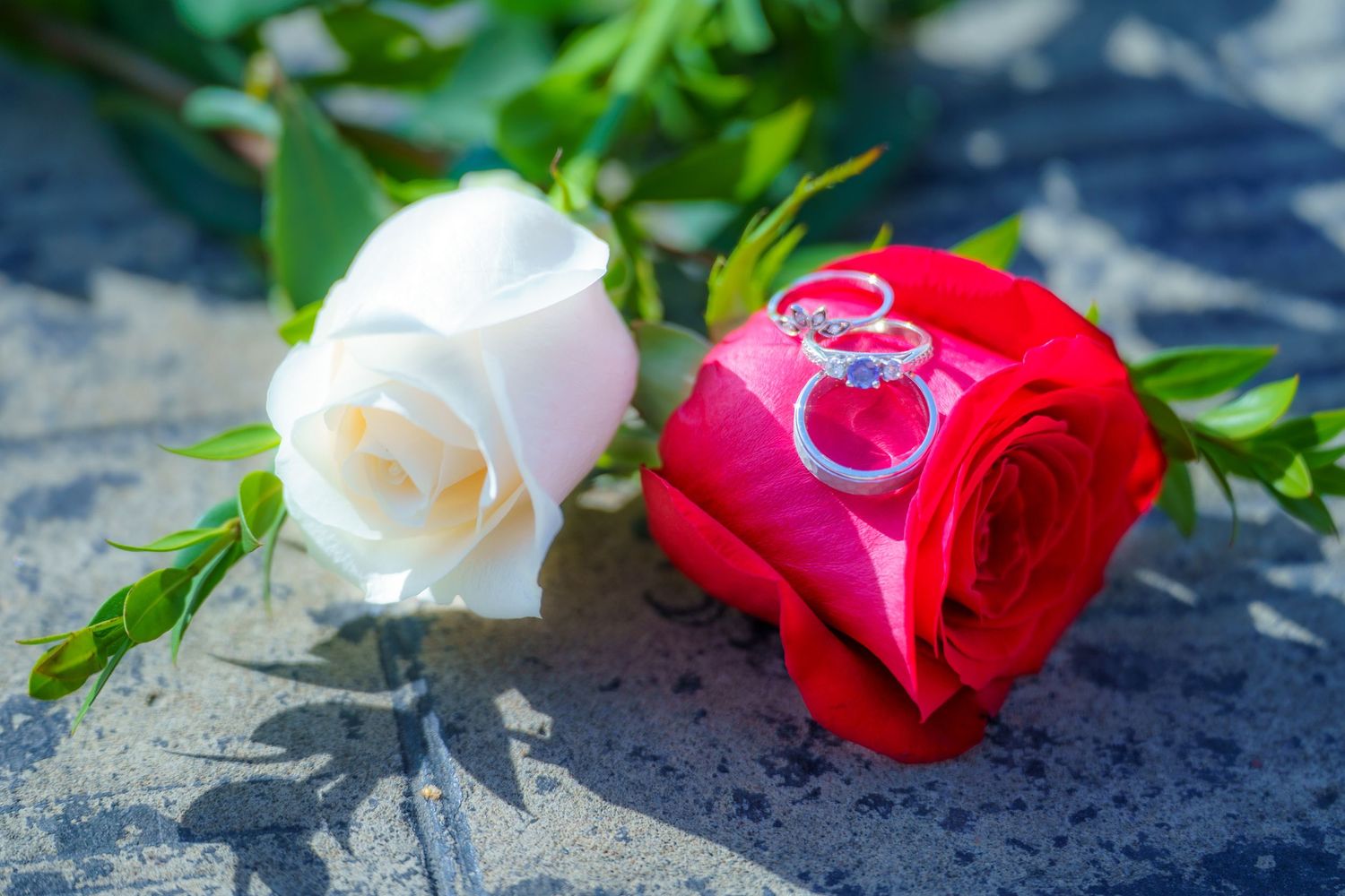 A red and white rose lying side by side on a dark textured surface in natural lighting.