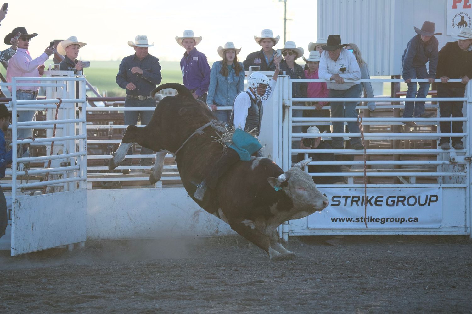 Bull rider gets thrown from bucking bull during intense rodeo competition at an outdoor arena.