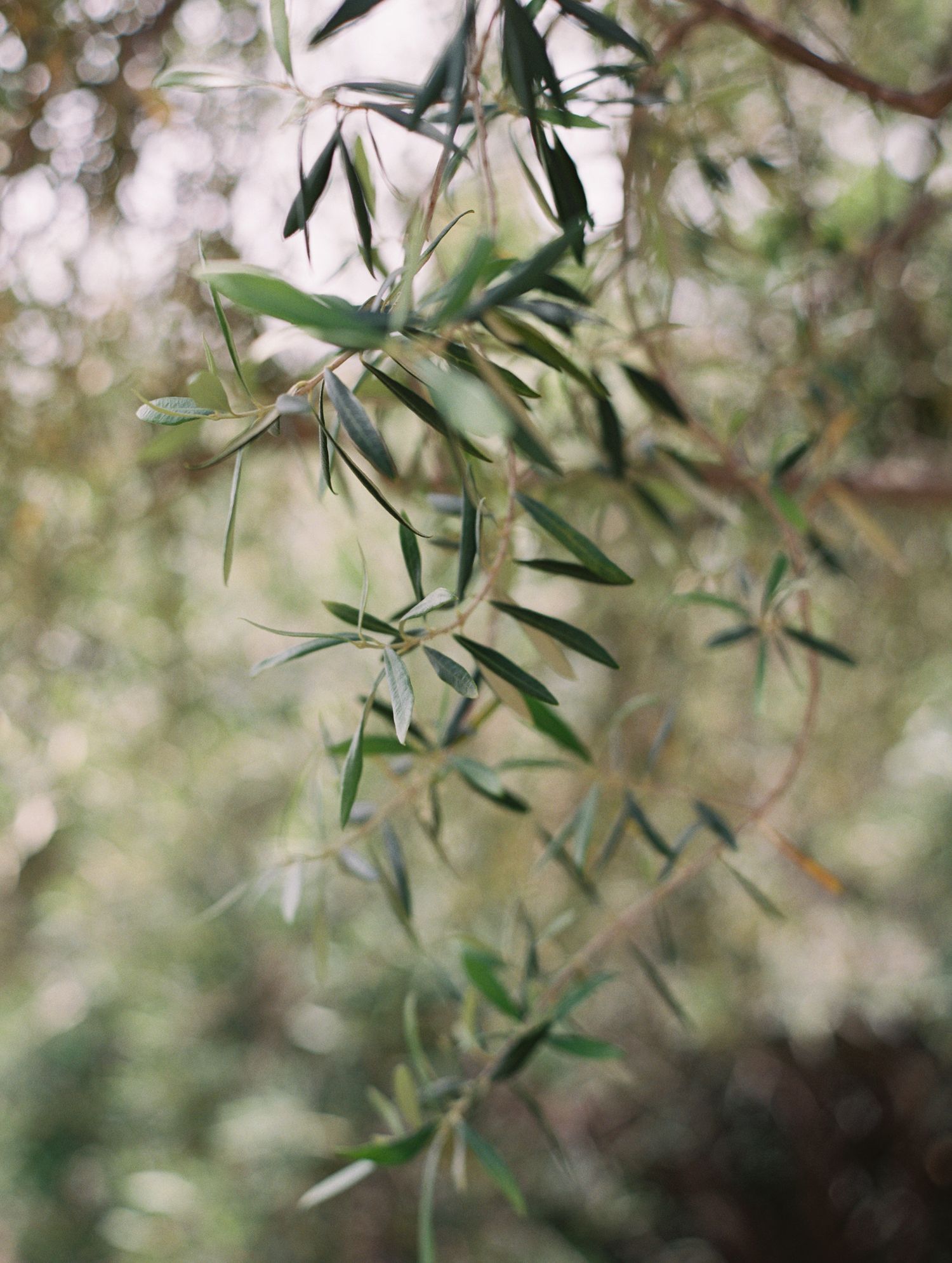 Close-up view of olive tree branches with slender green leaves against a soft blurred background.