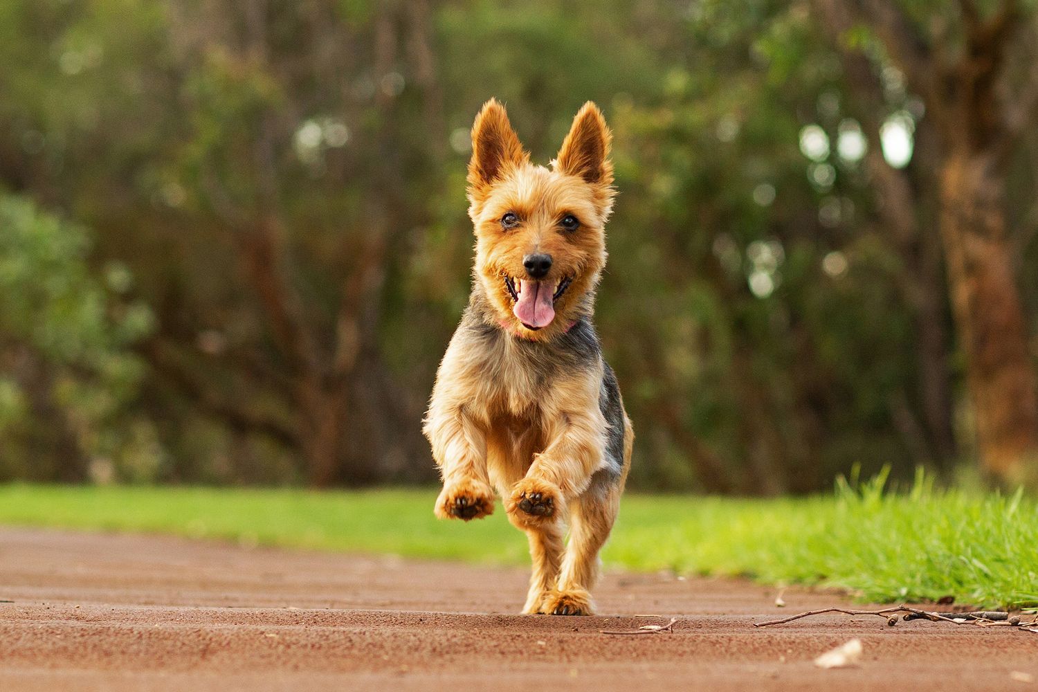 Australian Terrier running towards the camera during golden hour