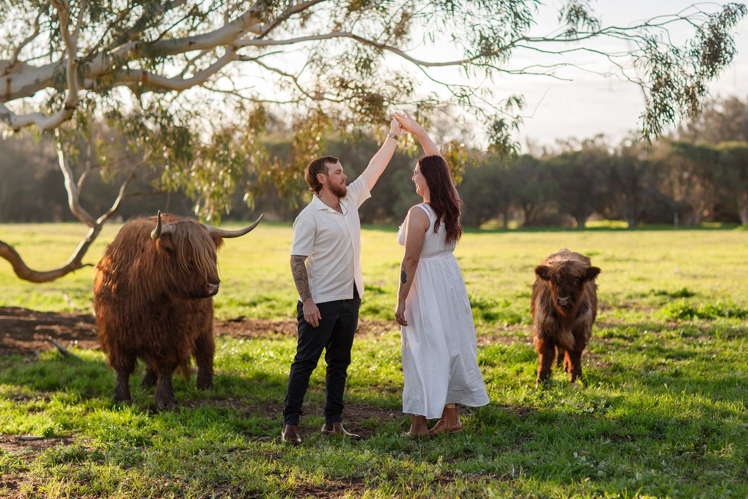 Couple twirling during engagement session with Highland Cows during golden hour in paddock