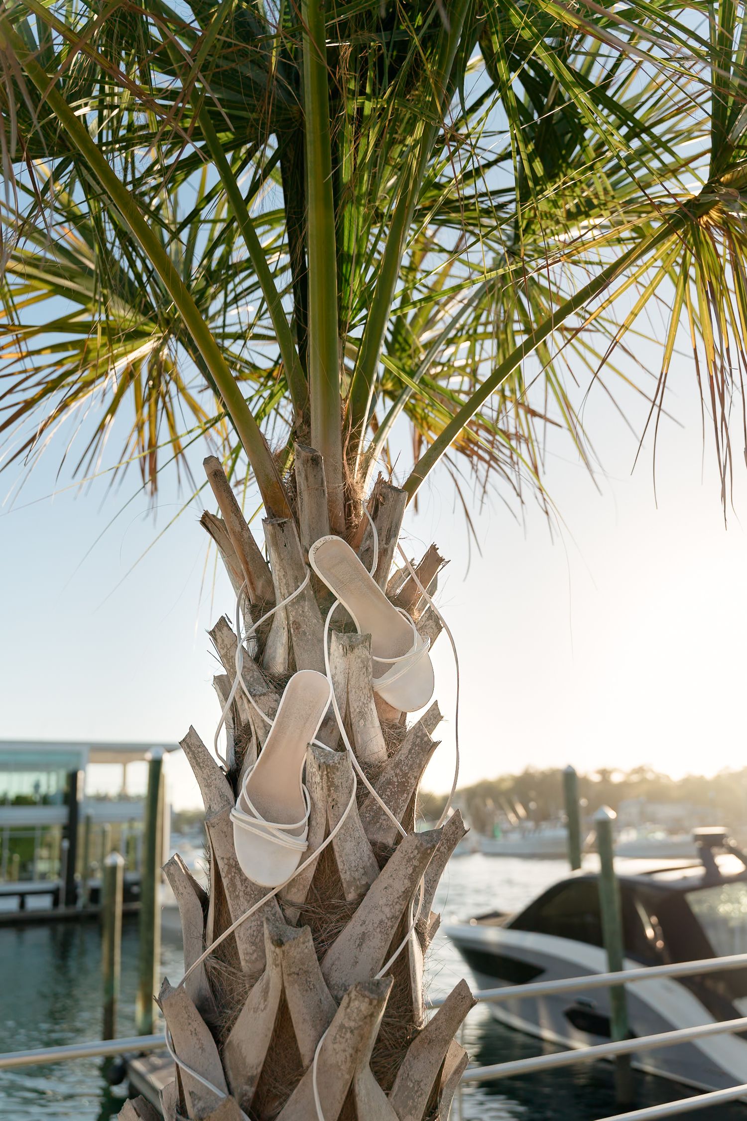 White strappy sandals hanging on a tropical palm tree trunk at a sunny marina dock.