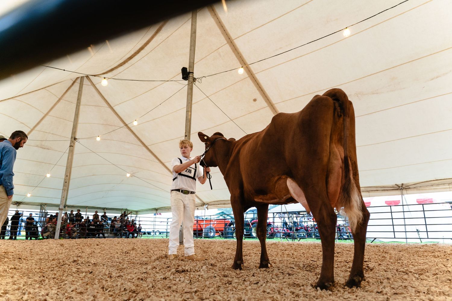 Young handler showing a brown dairy cow at an indoor livestock show under a large white tent.