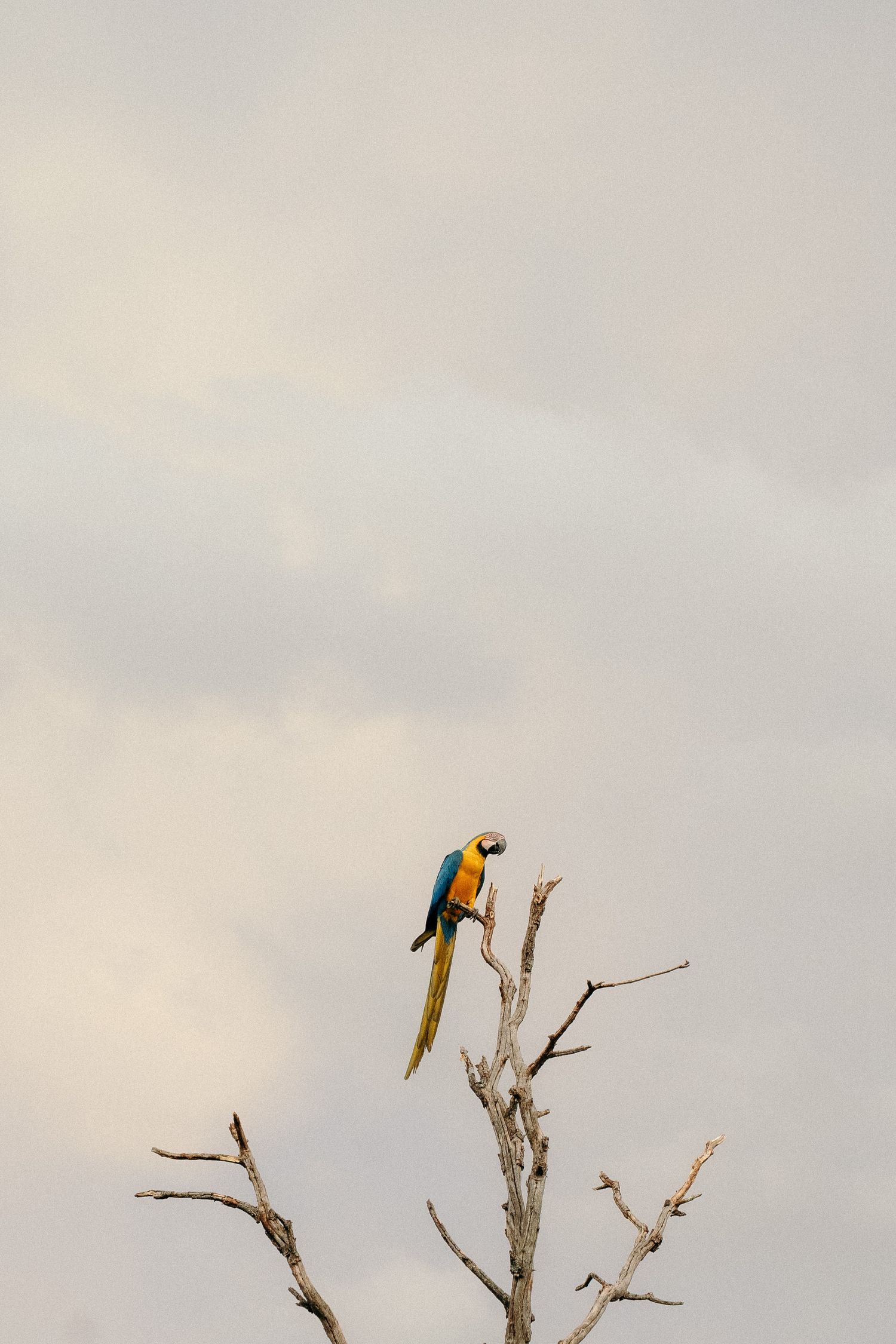 Colorful blue and yellow macaw parrot perched on bare tree branches against cloudy sky.