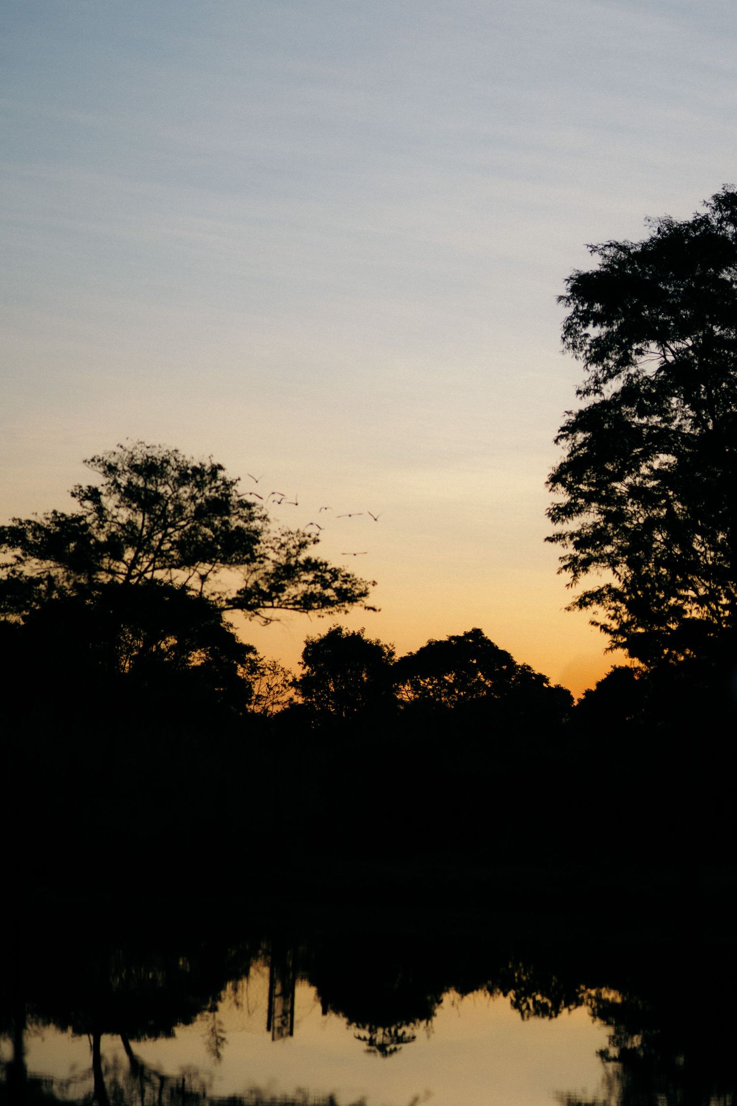 Silhouette of trees reflecting on calm water at golden sunset with birds flying in the sky.