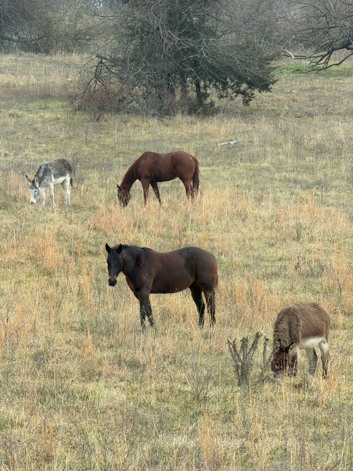 Two horses and two donkeys grazing in a dry grass field with bare trees in the background.