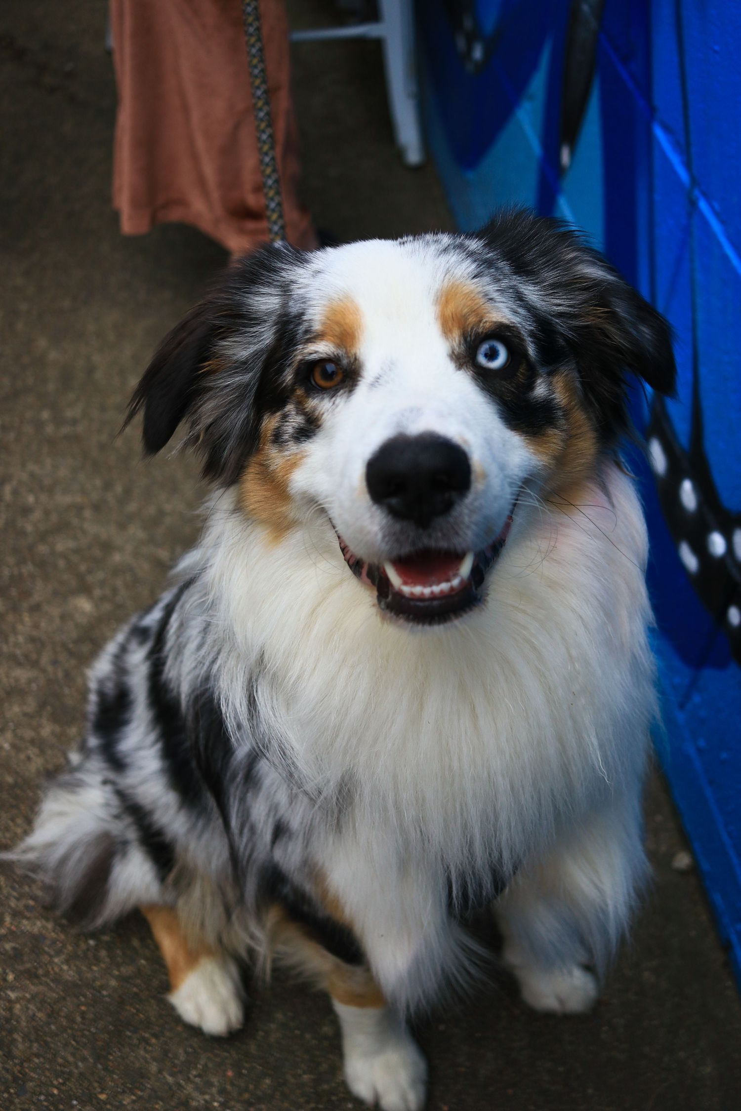 Fluffy Australian Shepherd dog with heterochromia sitting on leash outdoors near a blue object.