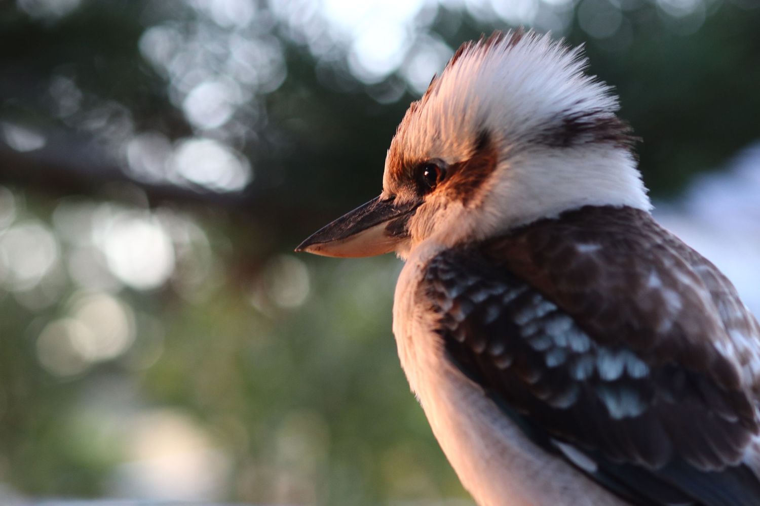 Close-up portrait of a kookaburra bird with soft bokeh background in warm light.