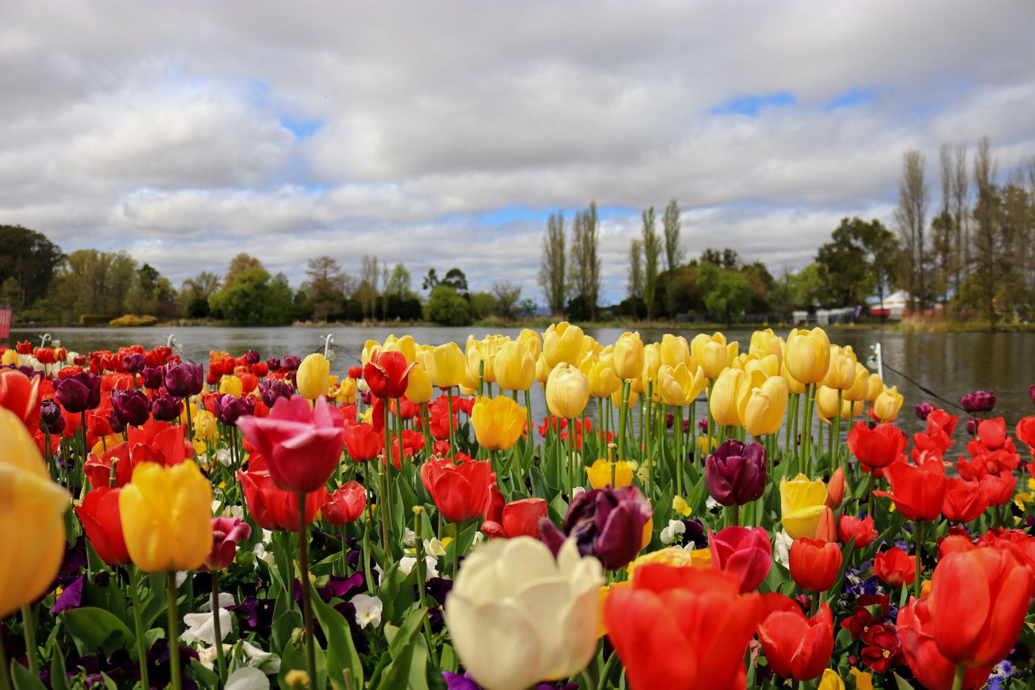 Vibrant tulip garden with red, yellow and purple blooms under cloudy sky.