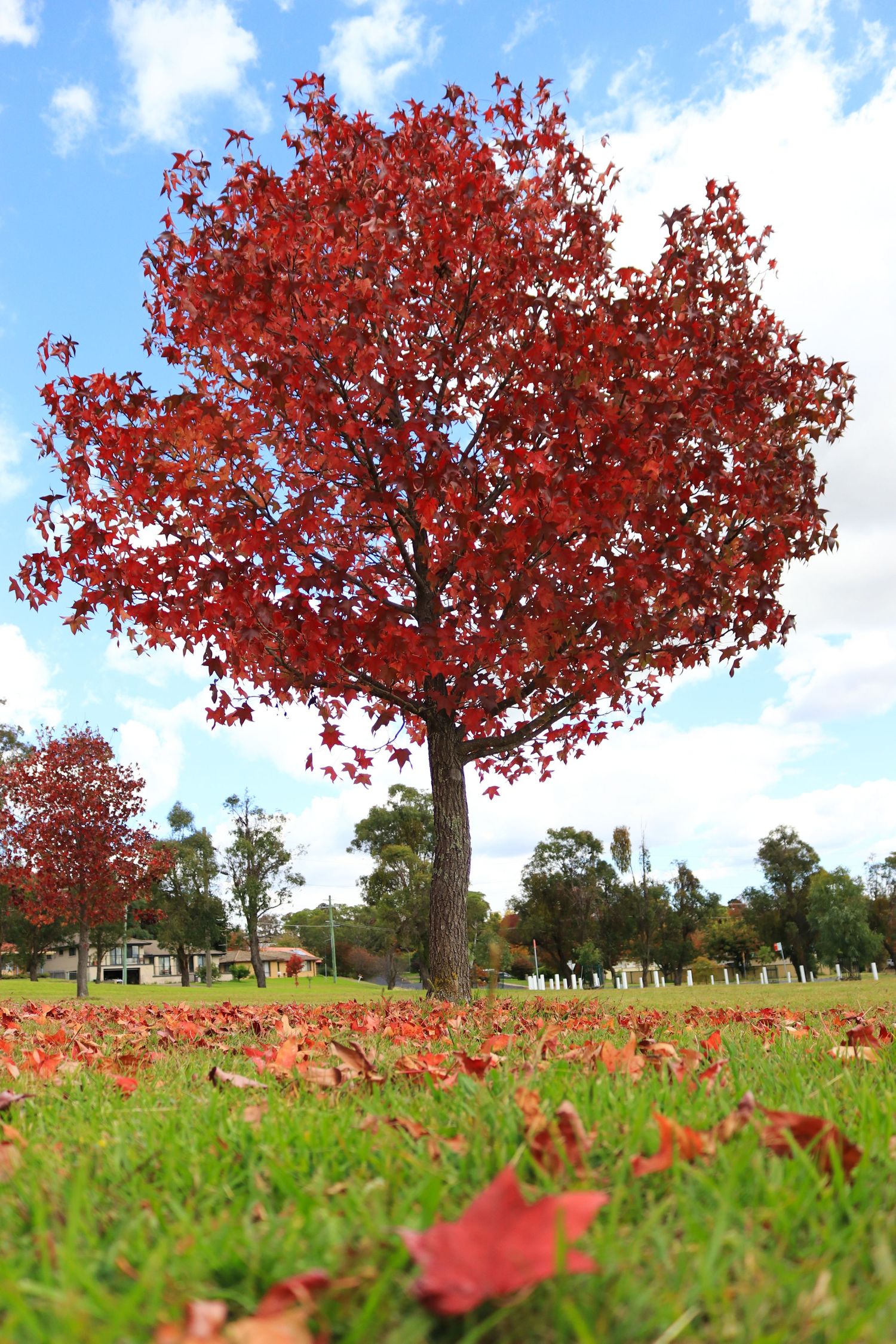 A vibrant red maple tree with fallen leaves on green grass under a partly cloudy blue sky in autumn.