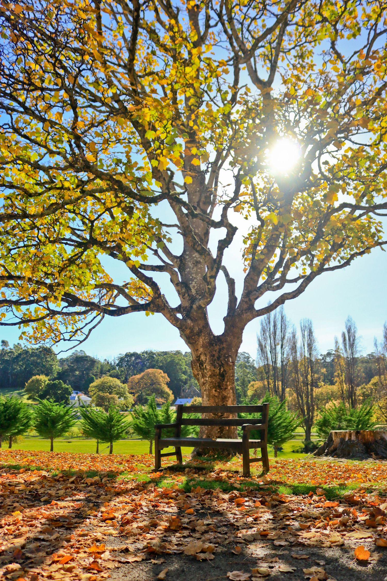 A wooden park bench beneath a large autumn tree with golden leaves, sunlight streaming through branches in a scenic park.