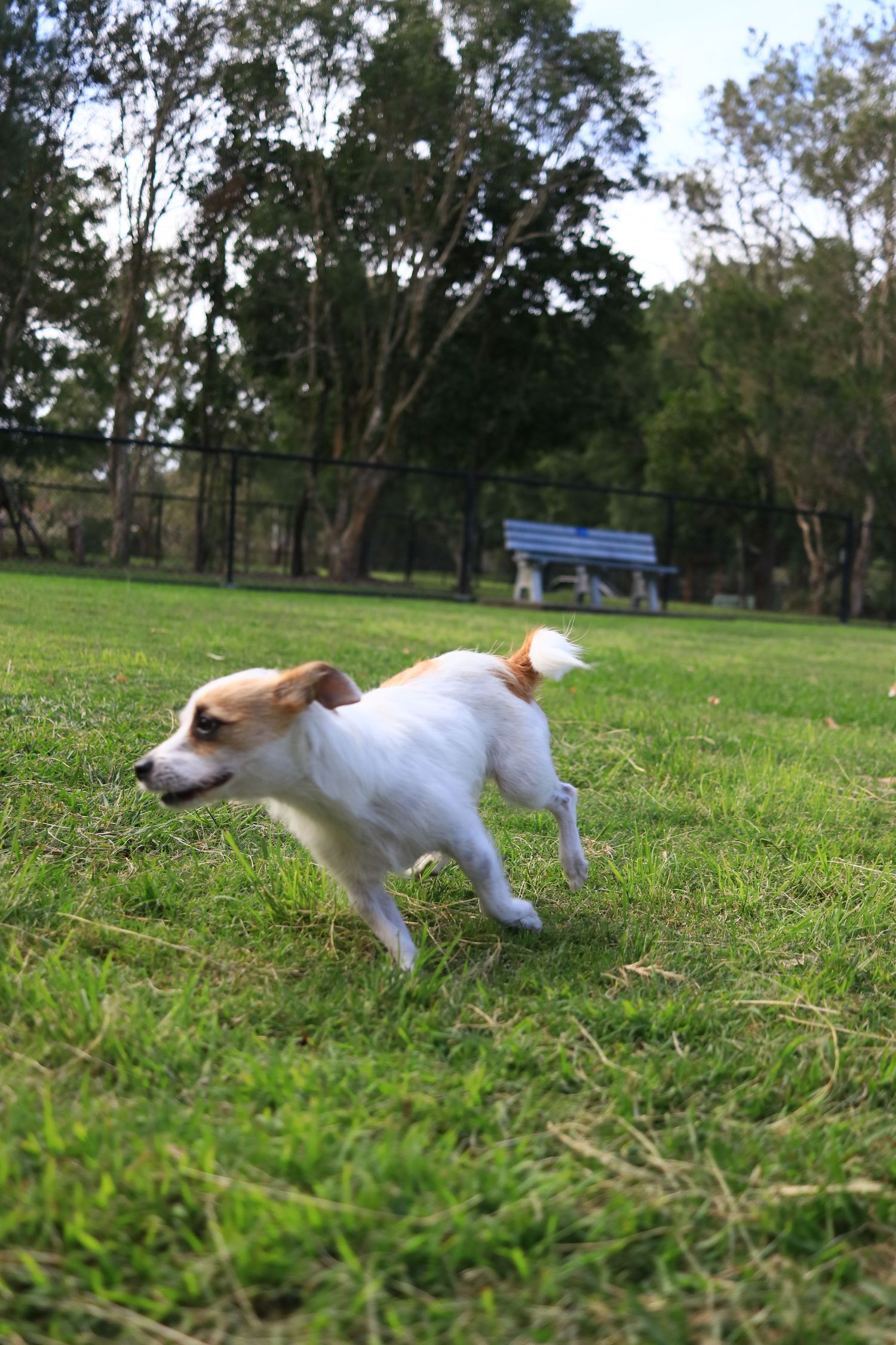 Small white and tan Jack Russell Terrier running energetically across green grass in a park.