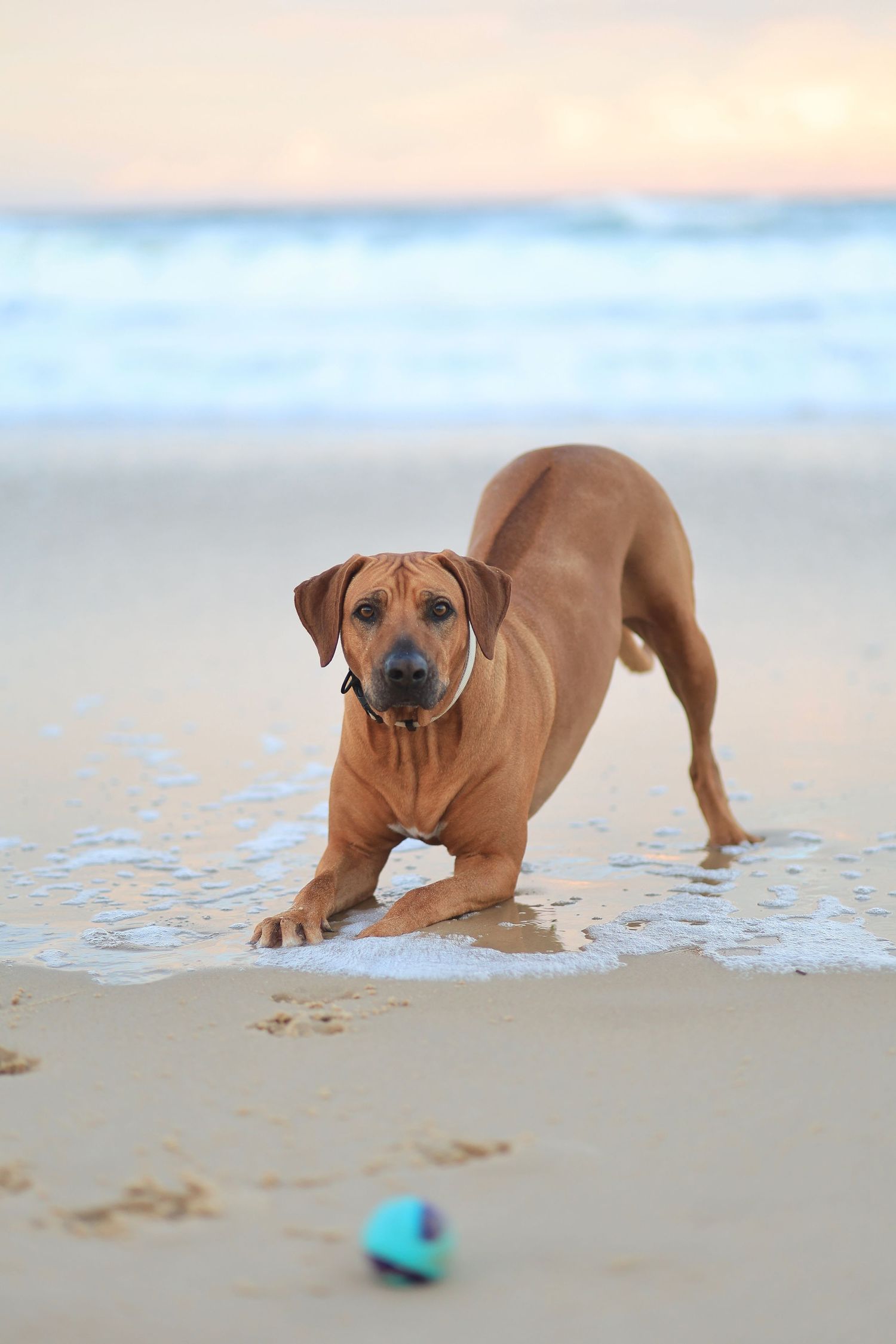 A Rhodesian Ridgeback dog in a playful bow pose on a sandy beach at sunset with a toy nearby.