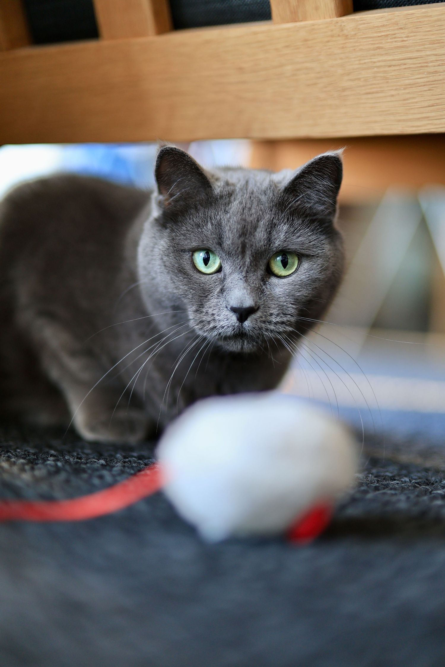 Gray cat with bright green eyes crouching under wooden chair, focused on white toy with red string on carpet.