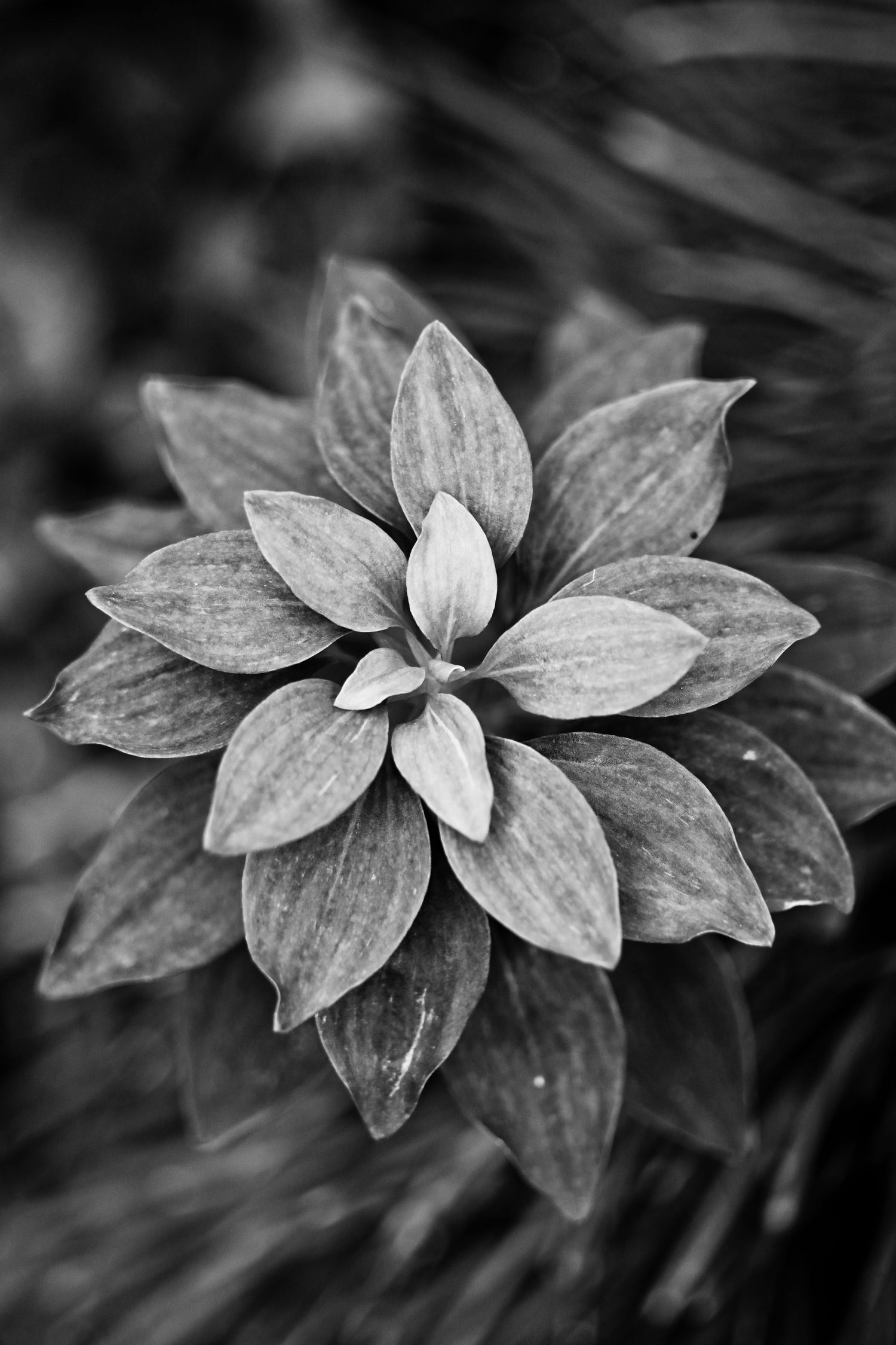 Black and white macro photo of a symmetrical flower with layered petals in nature.