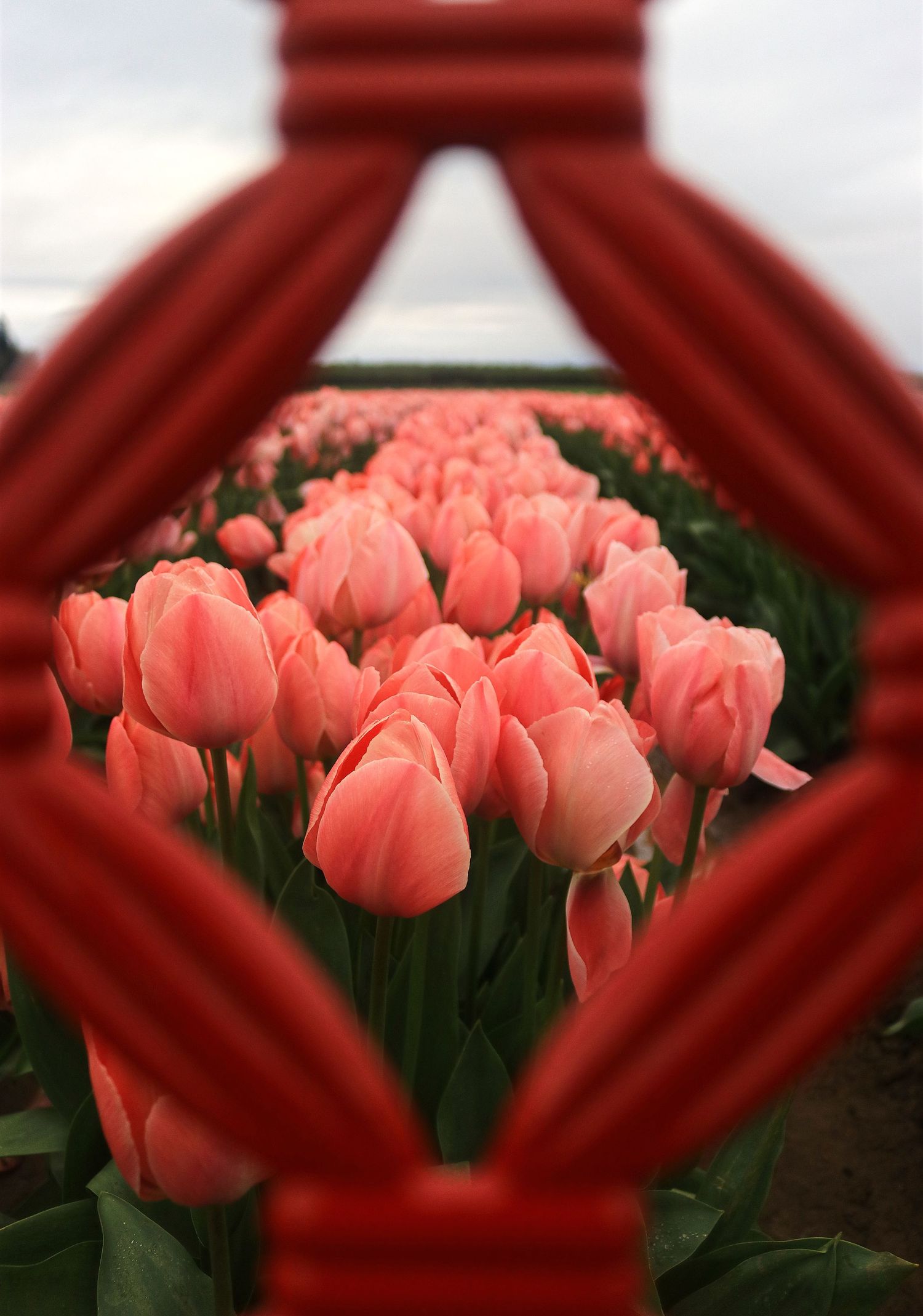 Rows of pink tulips viewed through a red diamond-shaped fence frame in a tulip field.