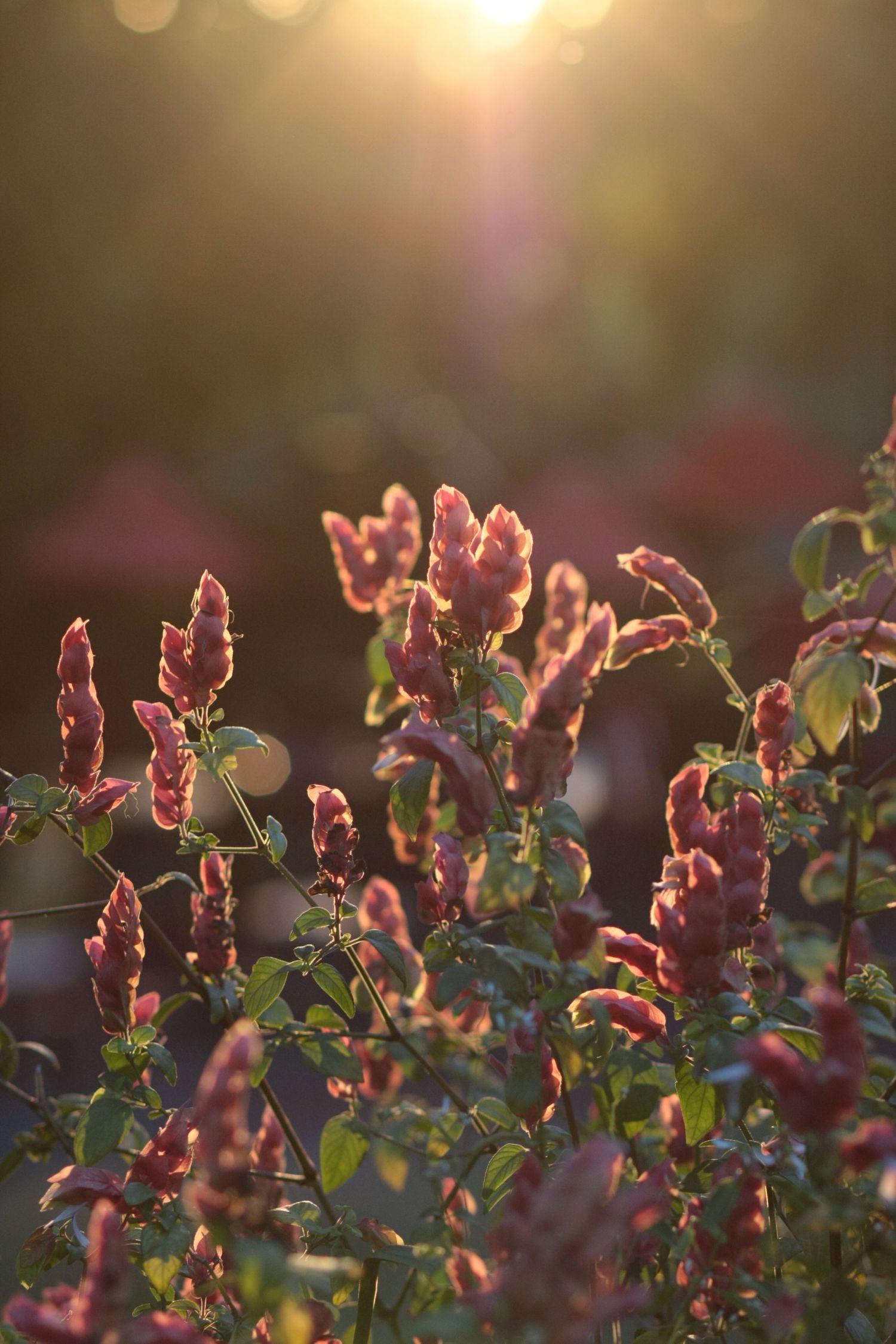 Red flowering plants backlit by golden sunset light in a bokeh garden setting.