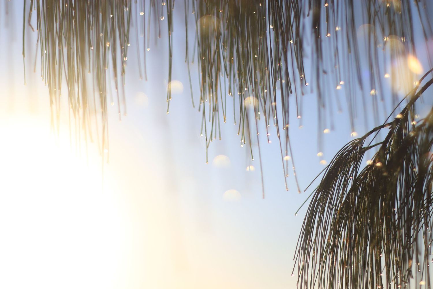 Sunlight shining through wet palm tree fronds with bokeh light effects.
