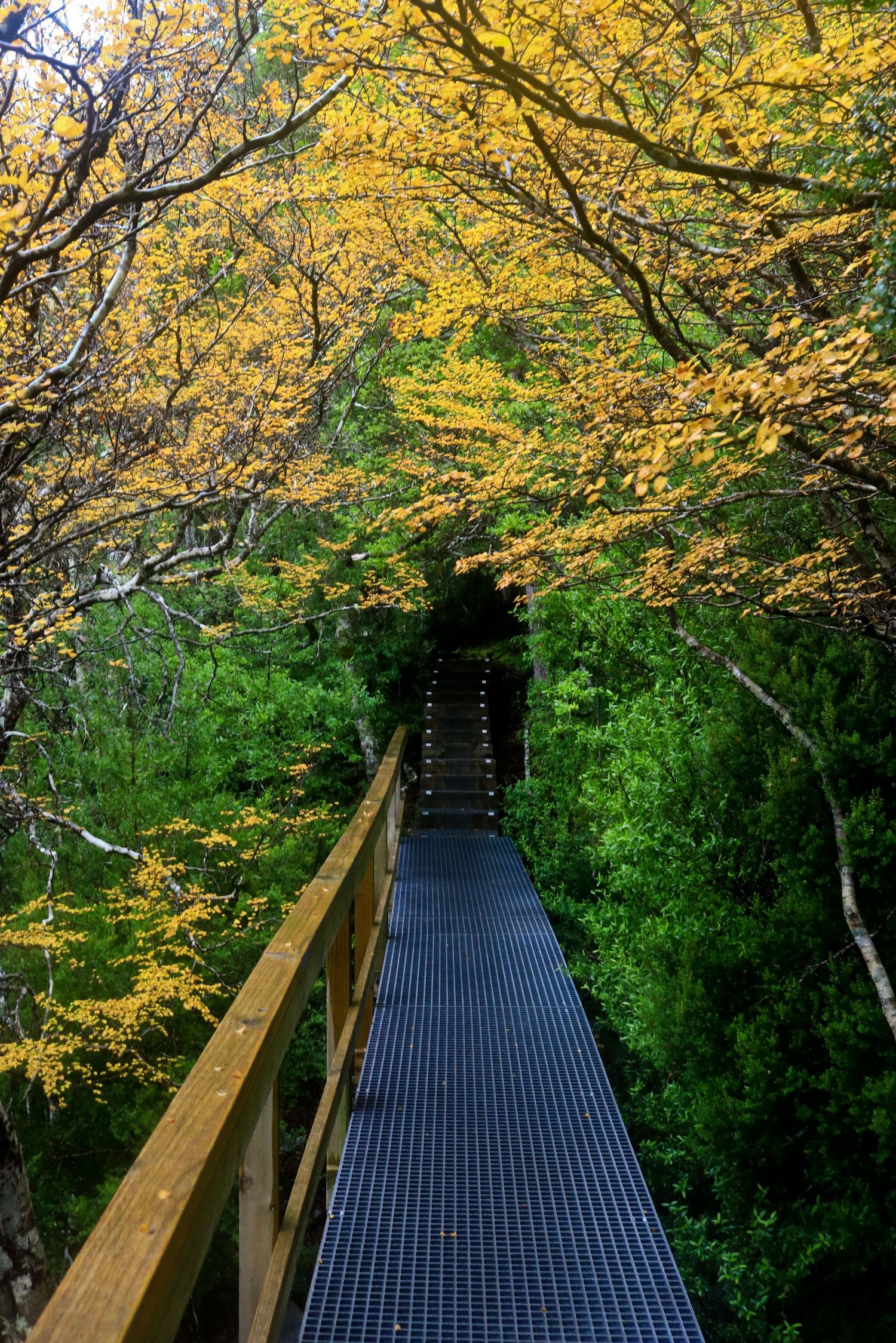 Wooden elevated boardwalk leading through lush green forest with bright yellow autumn foliage above.