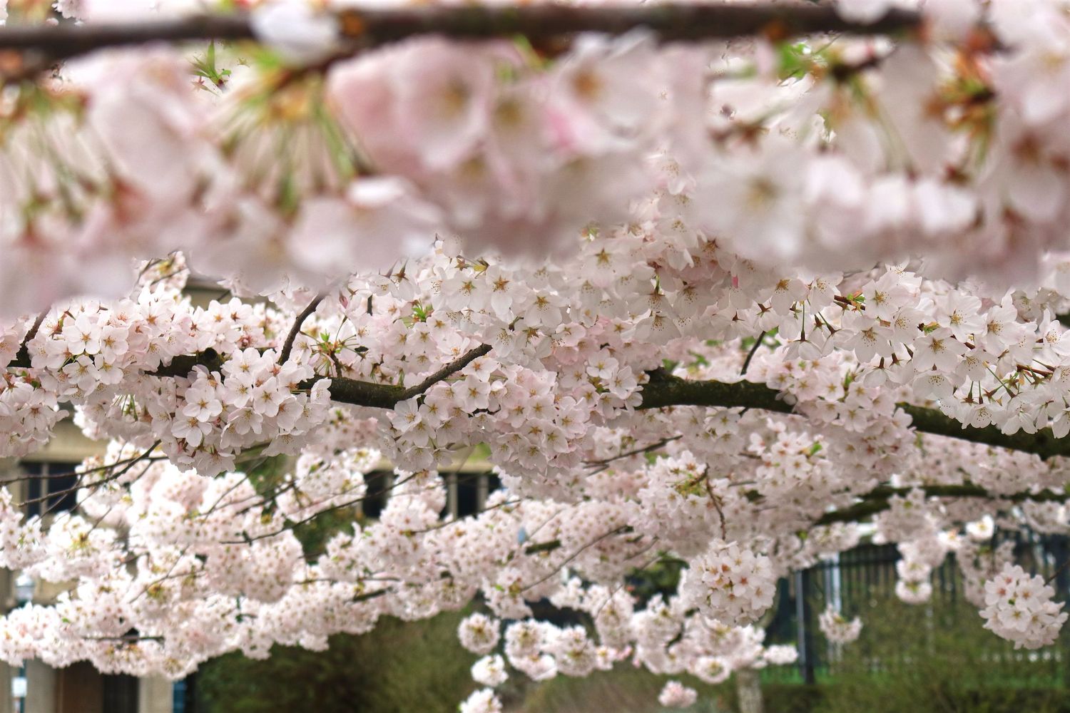 Close-up of delicate pink cherry blossom flowers blooming on tree branches in spring.