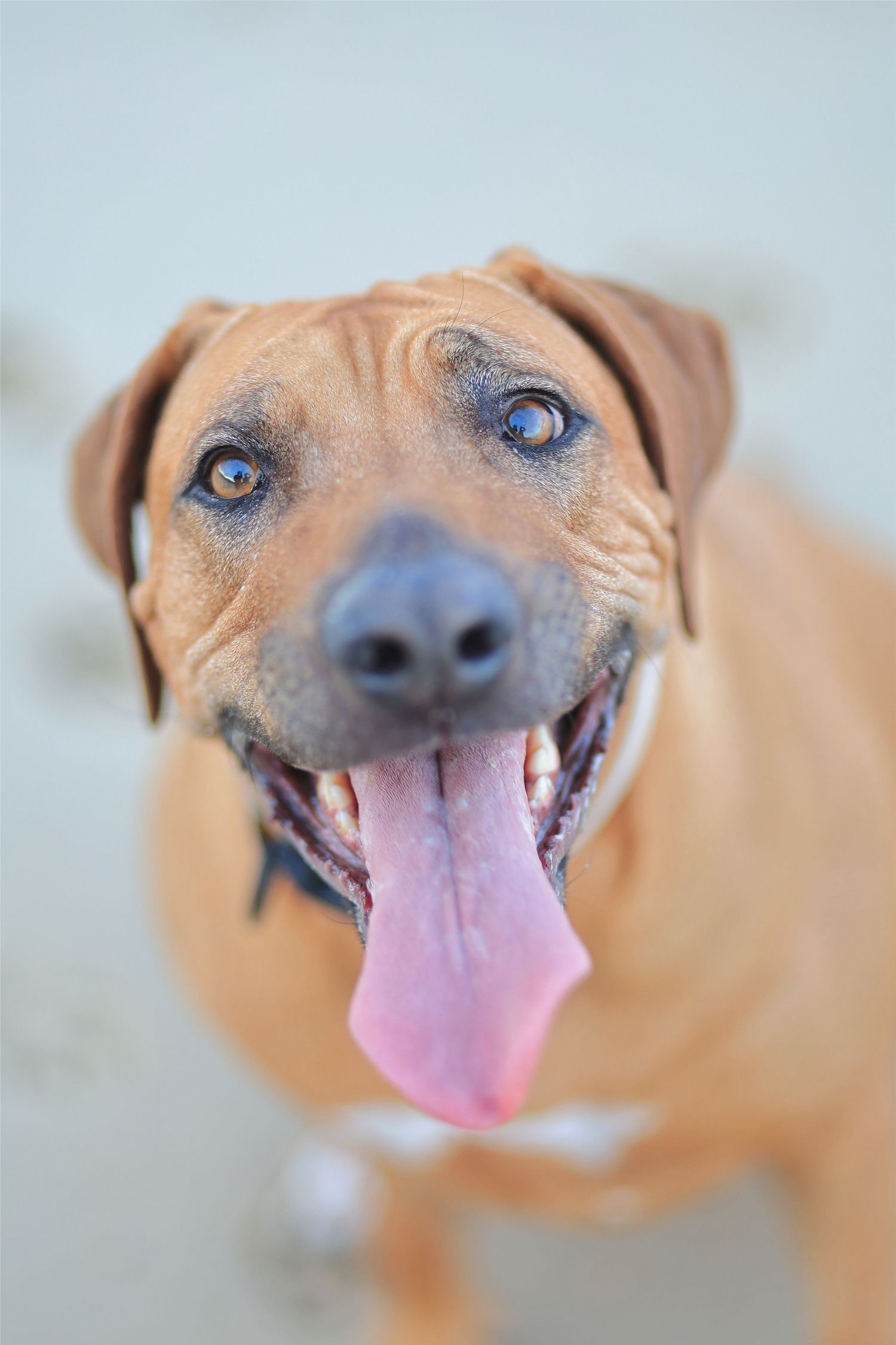 Happy brown Rhodesian Ridgeback dog with tongue out and blue eyes looking at camera.