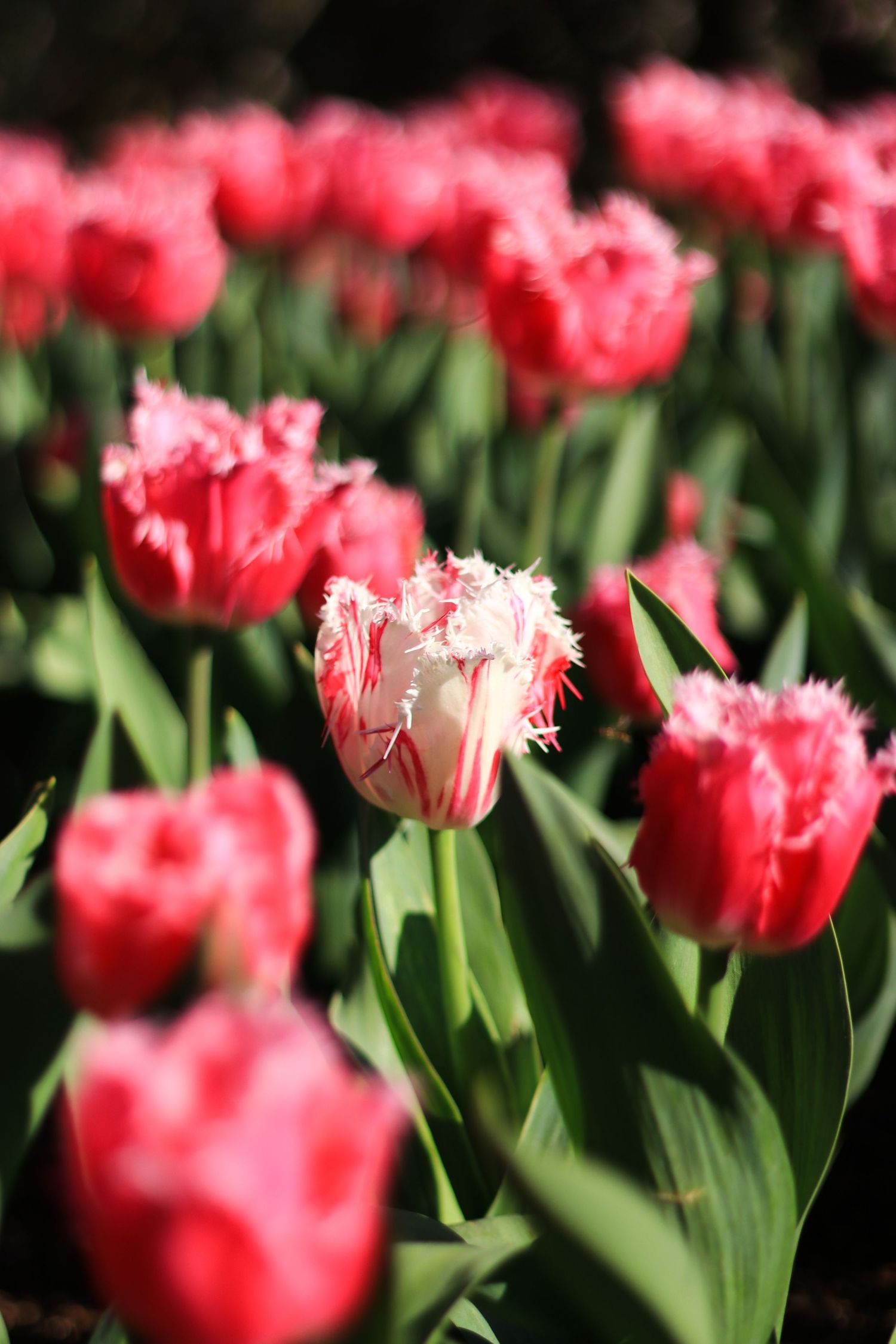 A vibrant field of red and pink fringed tulips blooming in a garden, with a white striped tulip as the focal point.