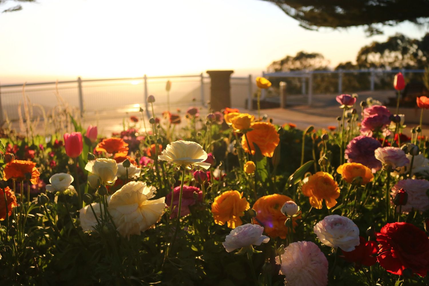 Colorful ranunculus flowers blooming in garden with golden sunset and ocean view.