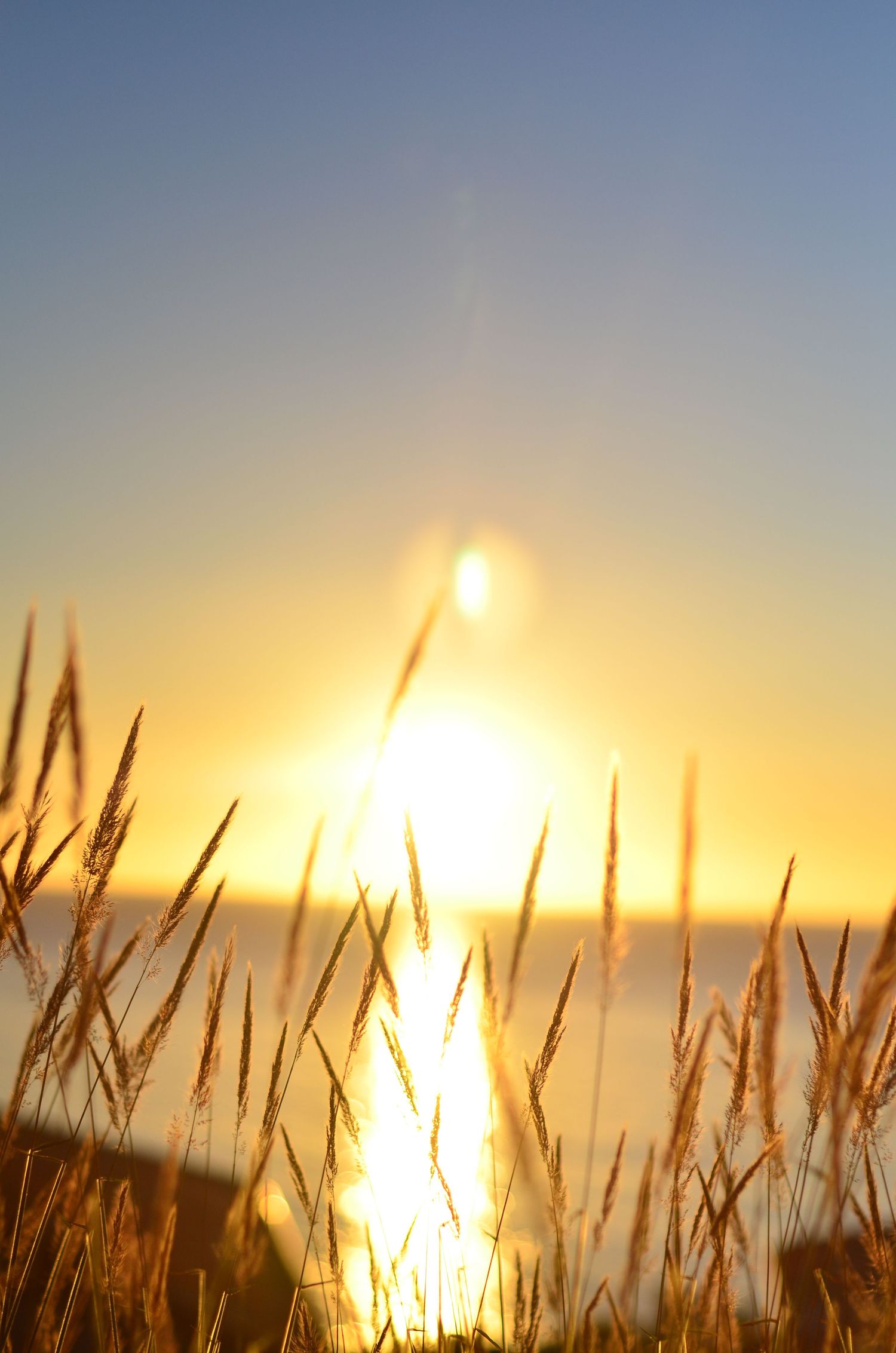 Golden sunset over the ocean with tall grass silhouetted in the warm glowing foreground.