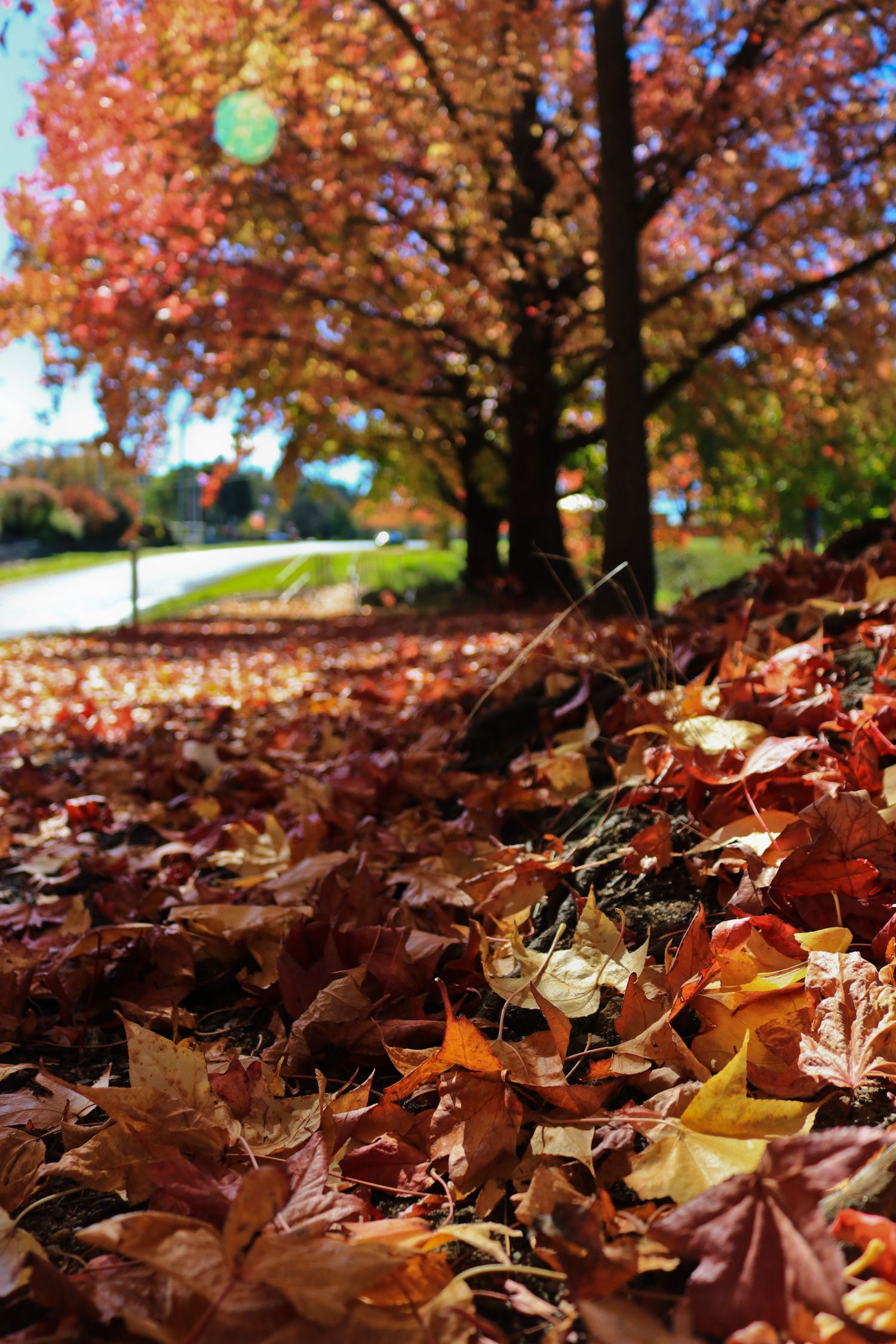 Vibrant autumn scene with fallen red and orange leaves covering ground beneath colorful trees.
