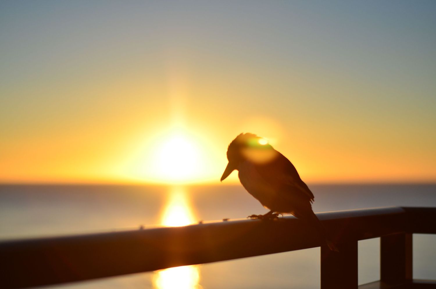 Bird silhouetted against vibrant orange sunset over calm ocean on railing.