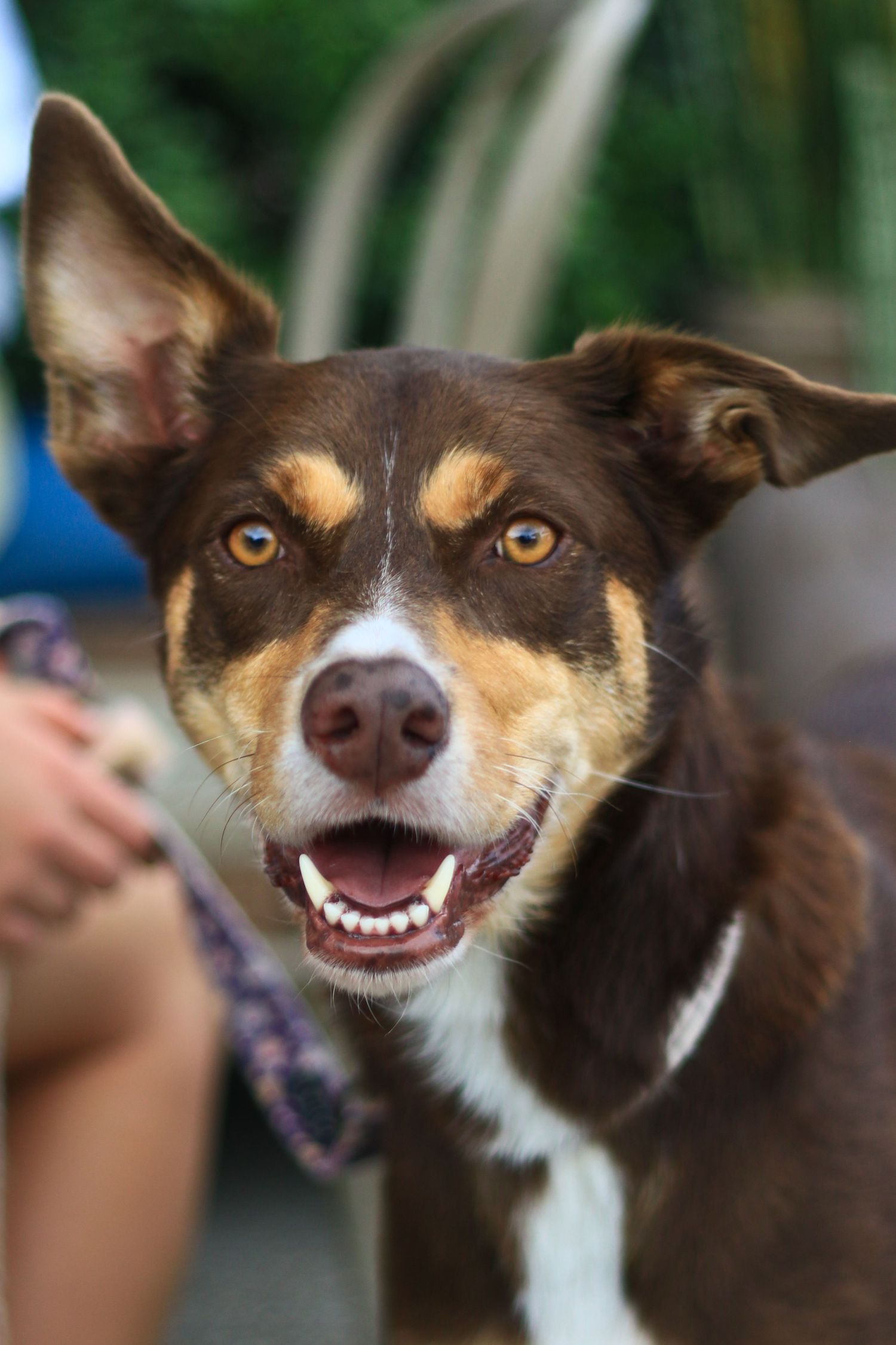 A happy brown and tan mixed breed dog with perked ears and bright amber eyes looking at the camera.