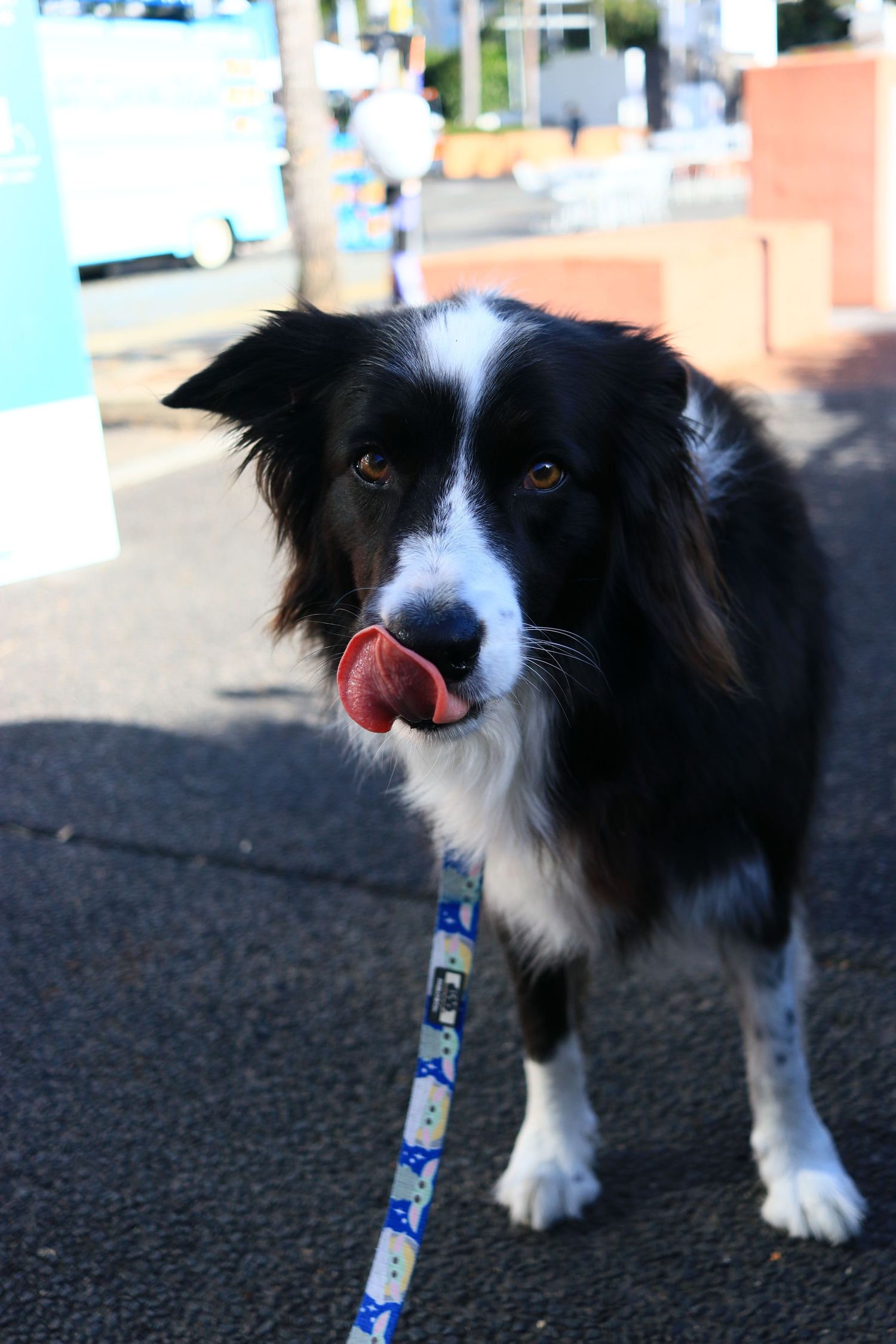 Black and white Border Collie licking its nose while on a leash on a city street.
