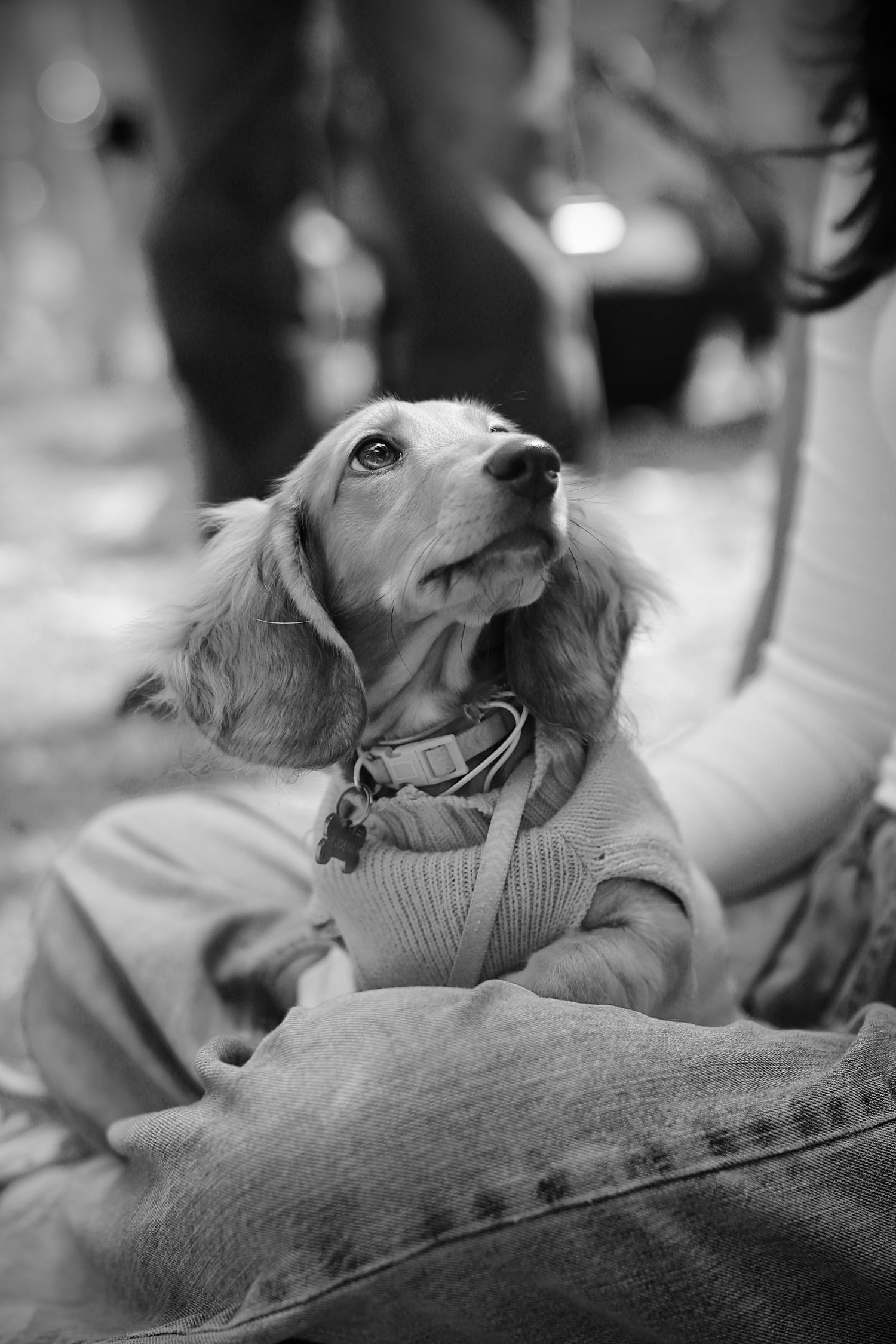 A small dachshund puppy wearing a knit sweater sits in a person's lap, gazing upward in a black and white photo.