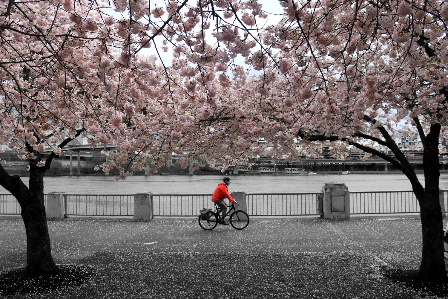 Cyclist in red jacket riding under pink cherry blossom trees along a riverside path.