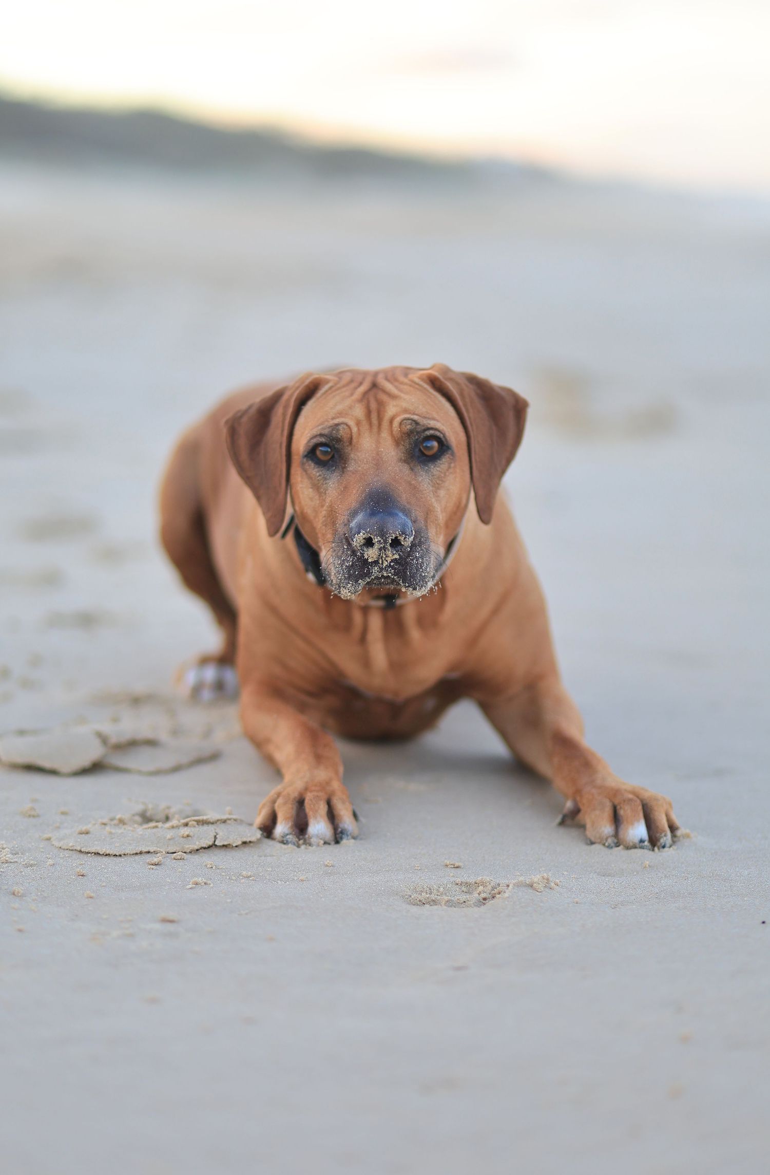 Young brown Rhodesian Ridgeback dog lying on sandy beach looking at camera.