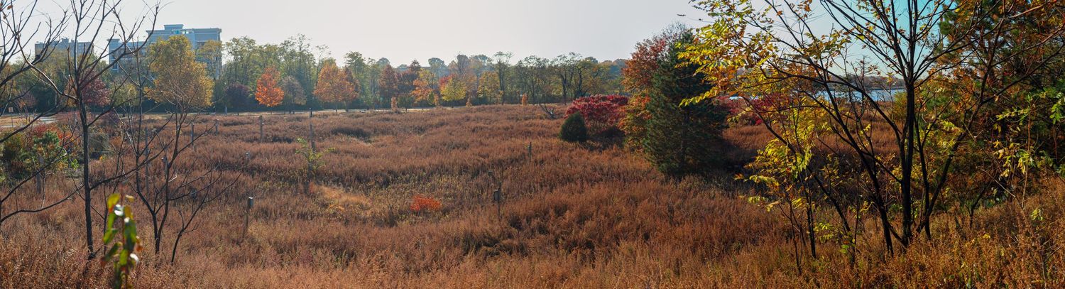 Filler Image of some nature