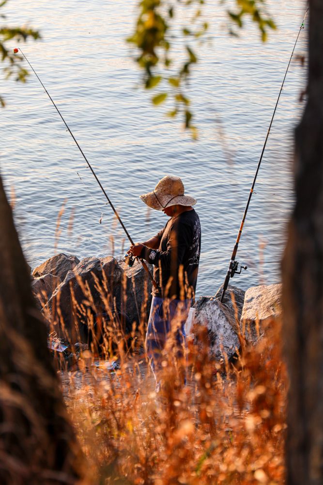 A lone fisherman in a sun hat tends multiple fishing rods on rocky shoreline framed by autumn foliage.