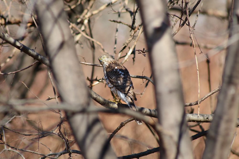 Small bird perched on bare winter branches in natural woodland habitat.